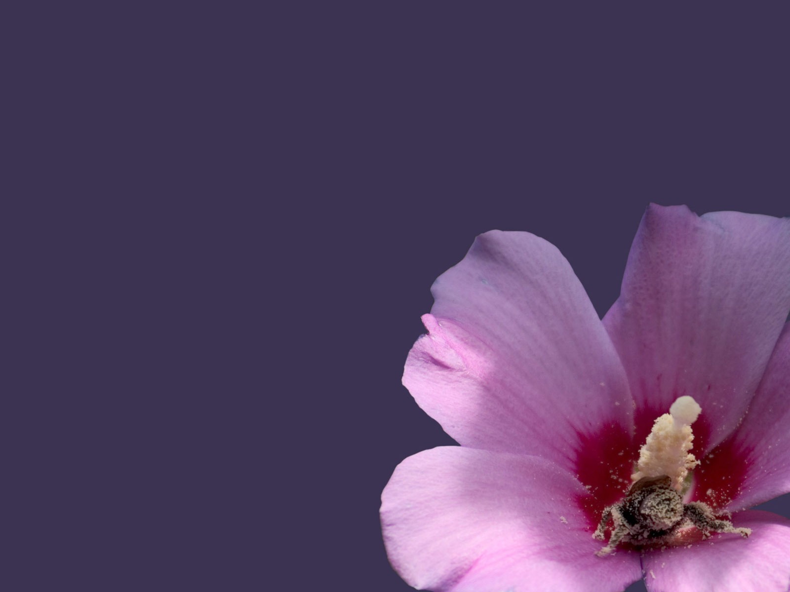 비 러브 꽃 벽지 (3) #4 - 1600x1200