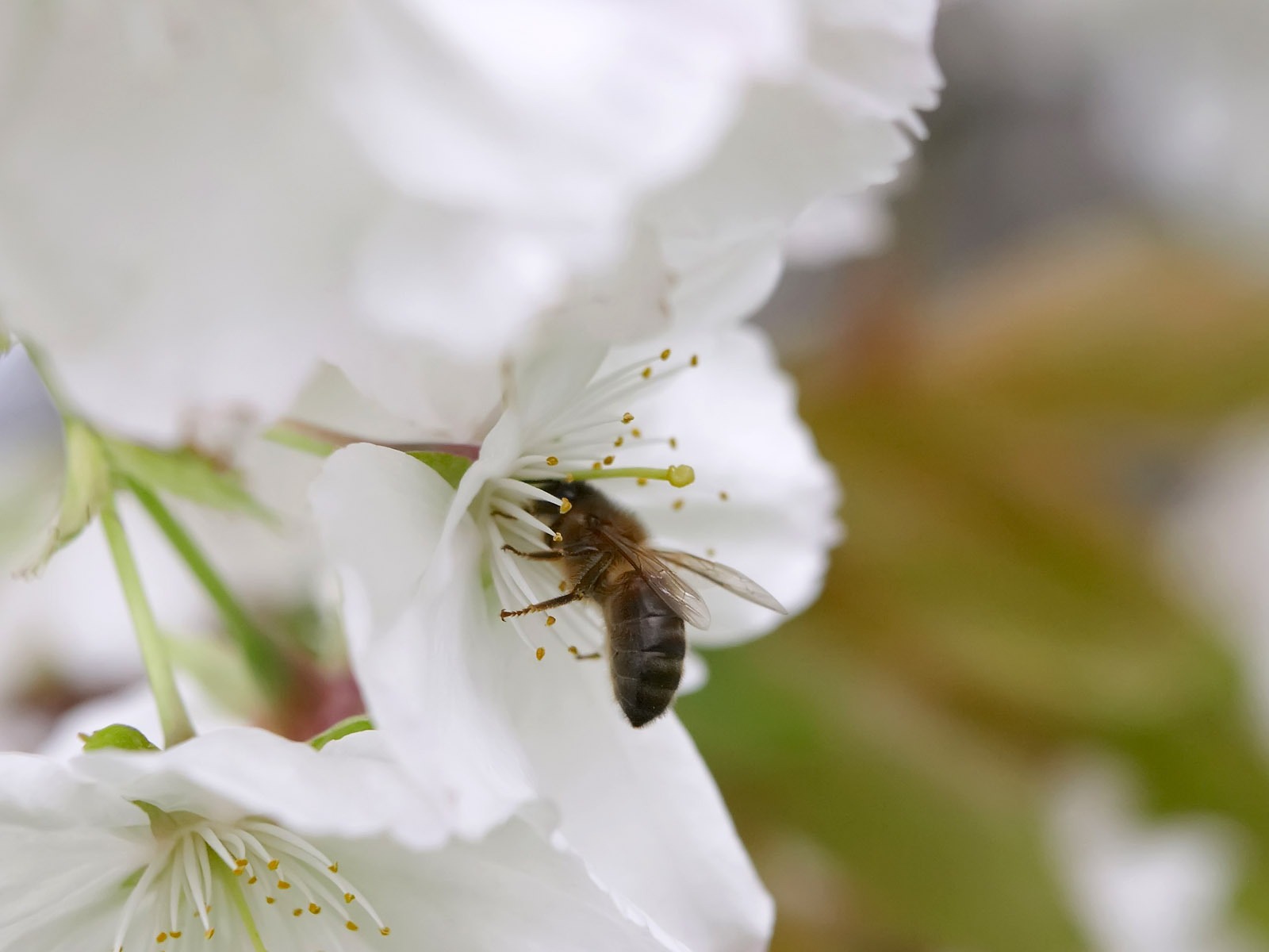 Love Bee Flower wallpaper (3) #10 - 1600x1200