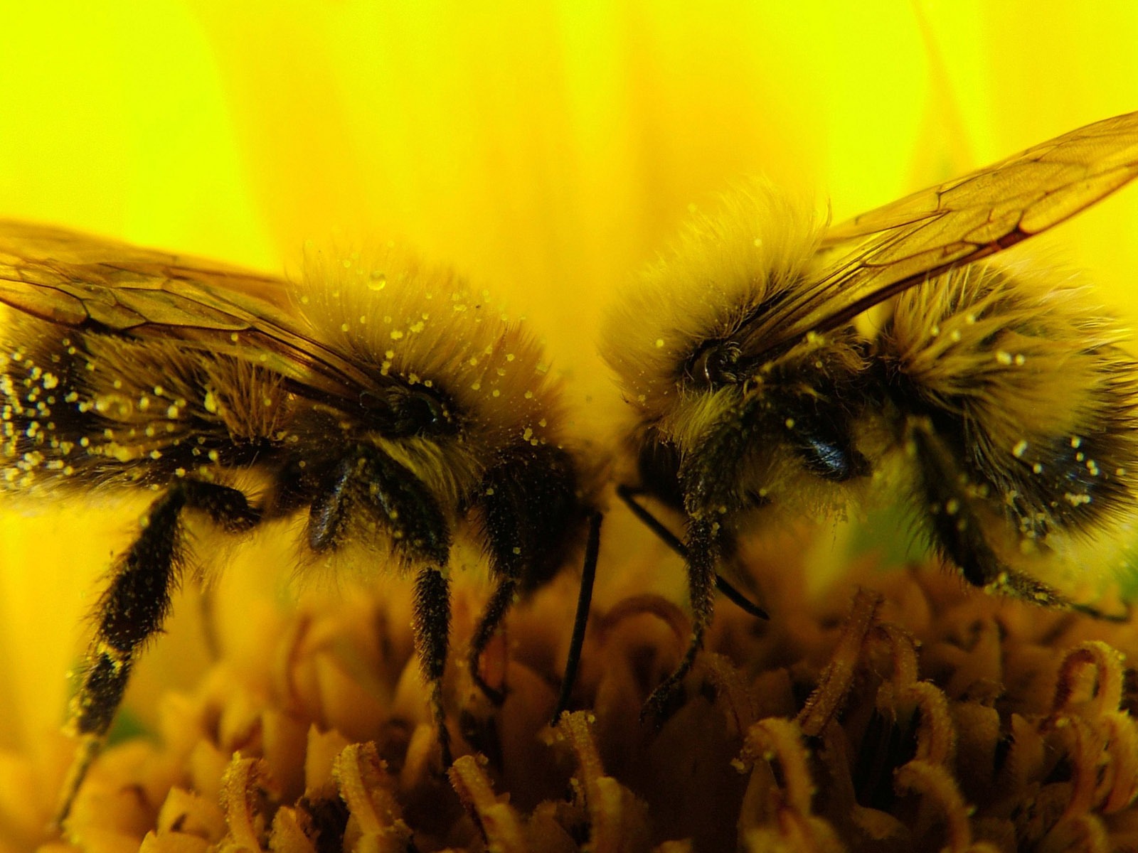 Love Bee Flower Wallpaper (3) #19 - 1600x1200