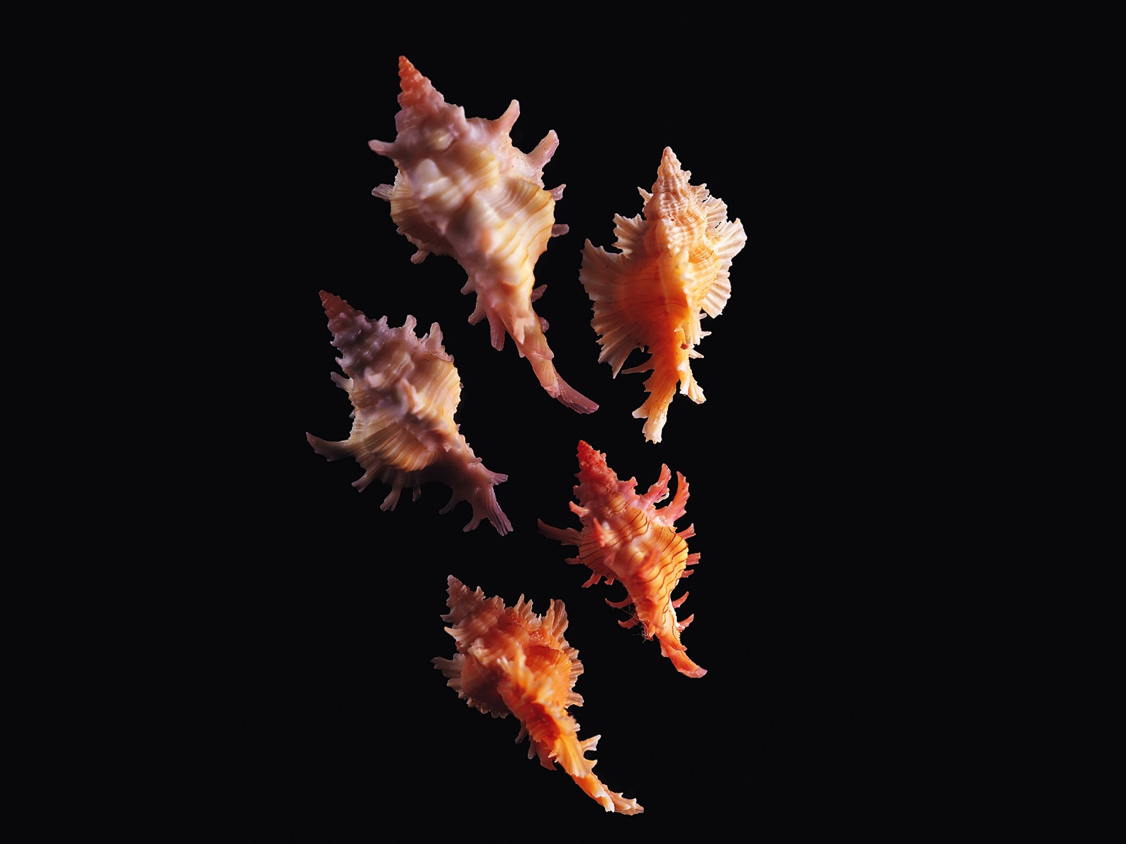 貝殼海螺壁紙專輯(一) #10 - 1600x1200