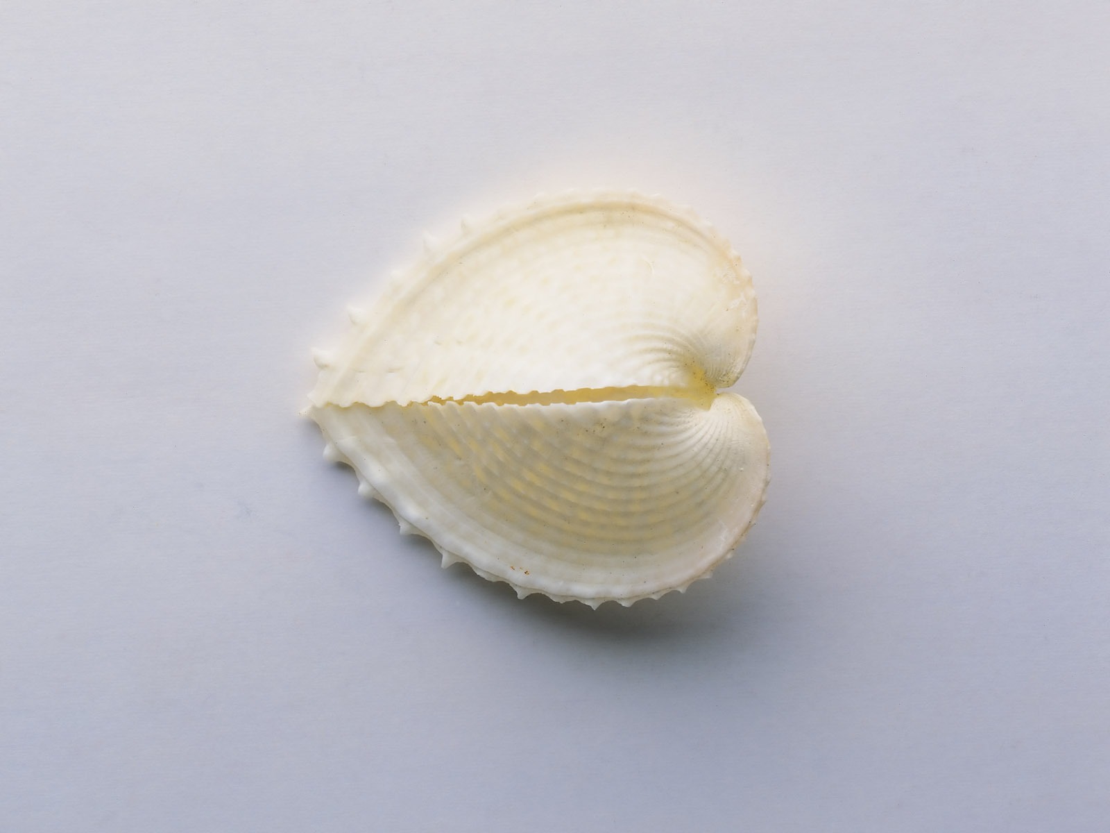 貝殼海螺壁紙專輯(一) #12 - 1600x1200