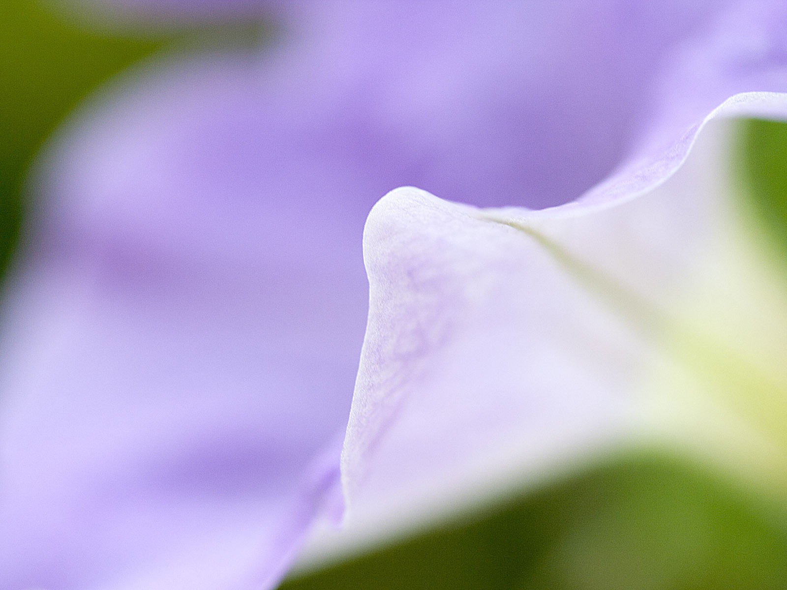 國外攝影 鮮花壁紙 #5 - 1600x1200
