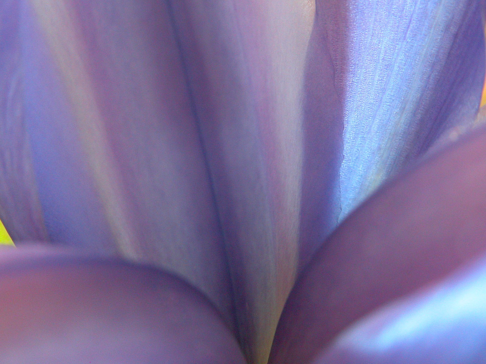 國外攝影 鮮花壁紙 #8 - 1600x1200