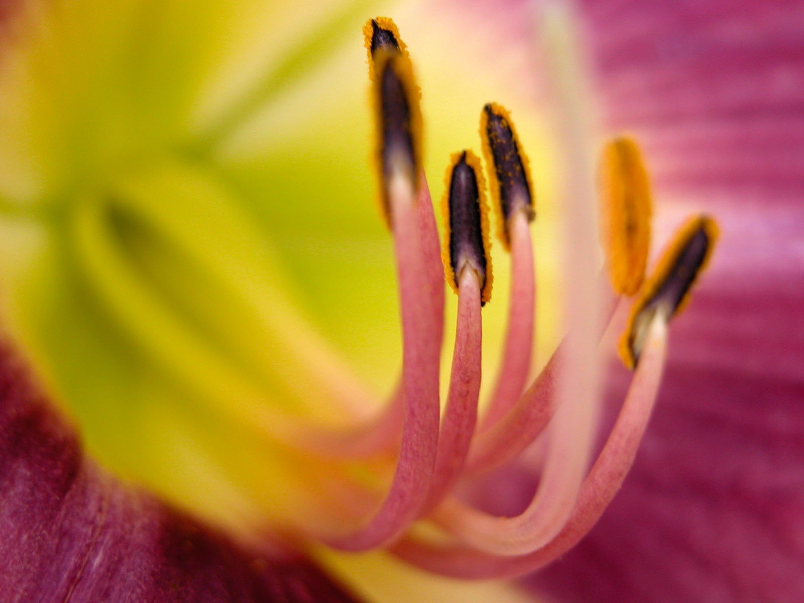 國外攝影 鮮花壁紙 #9 - 1600x1200