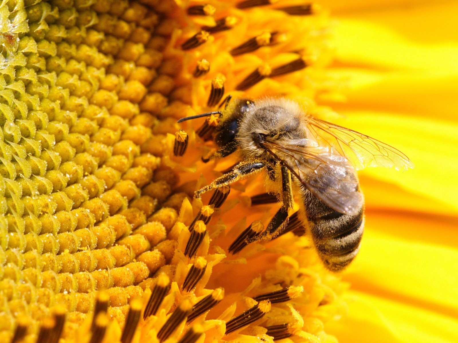 Láska Bee Květinové tapetu (4) #1 - 1600x1200