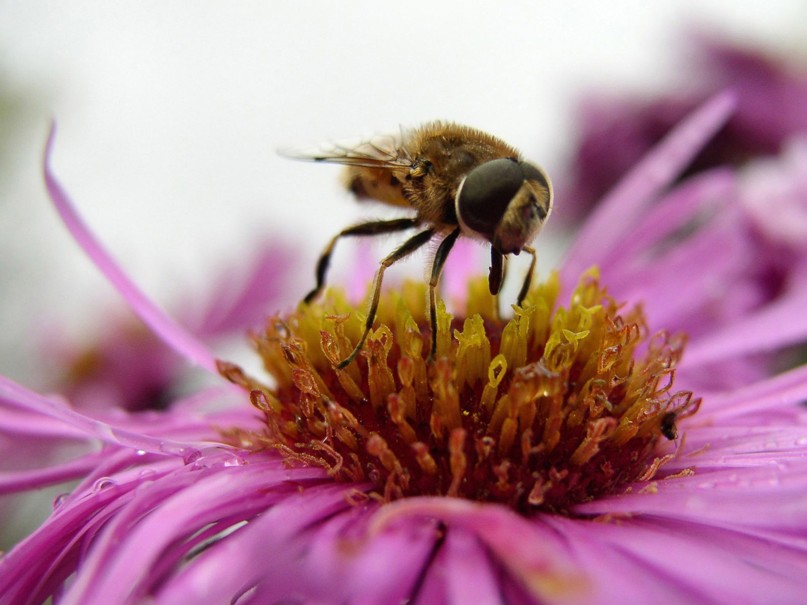 Love Bee Flower Wallpaper (4) #3 - 1600x1200