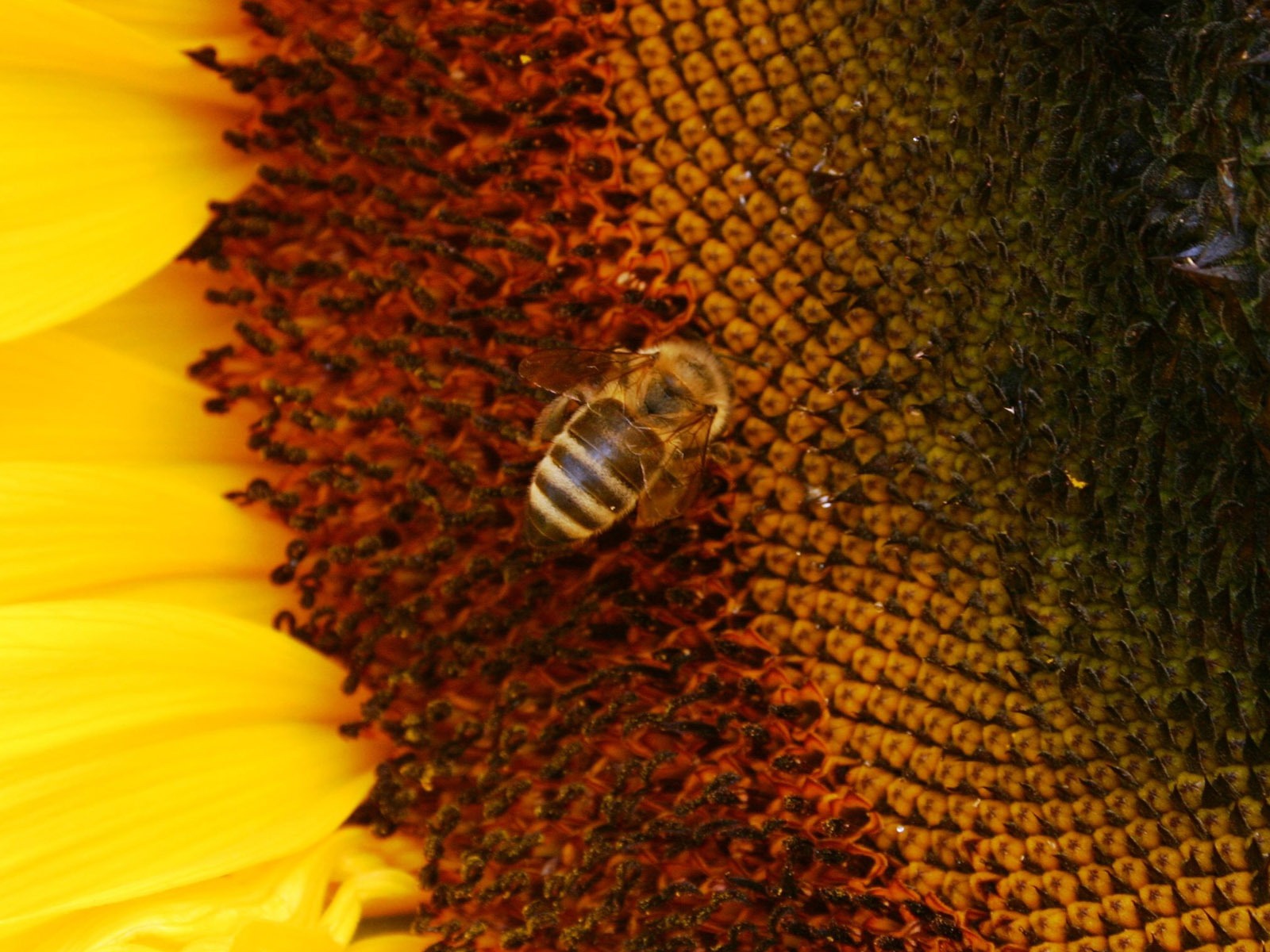 Love Bee Flower Wallpaper (4) #6 - 1600x1200