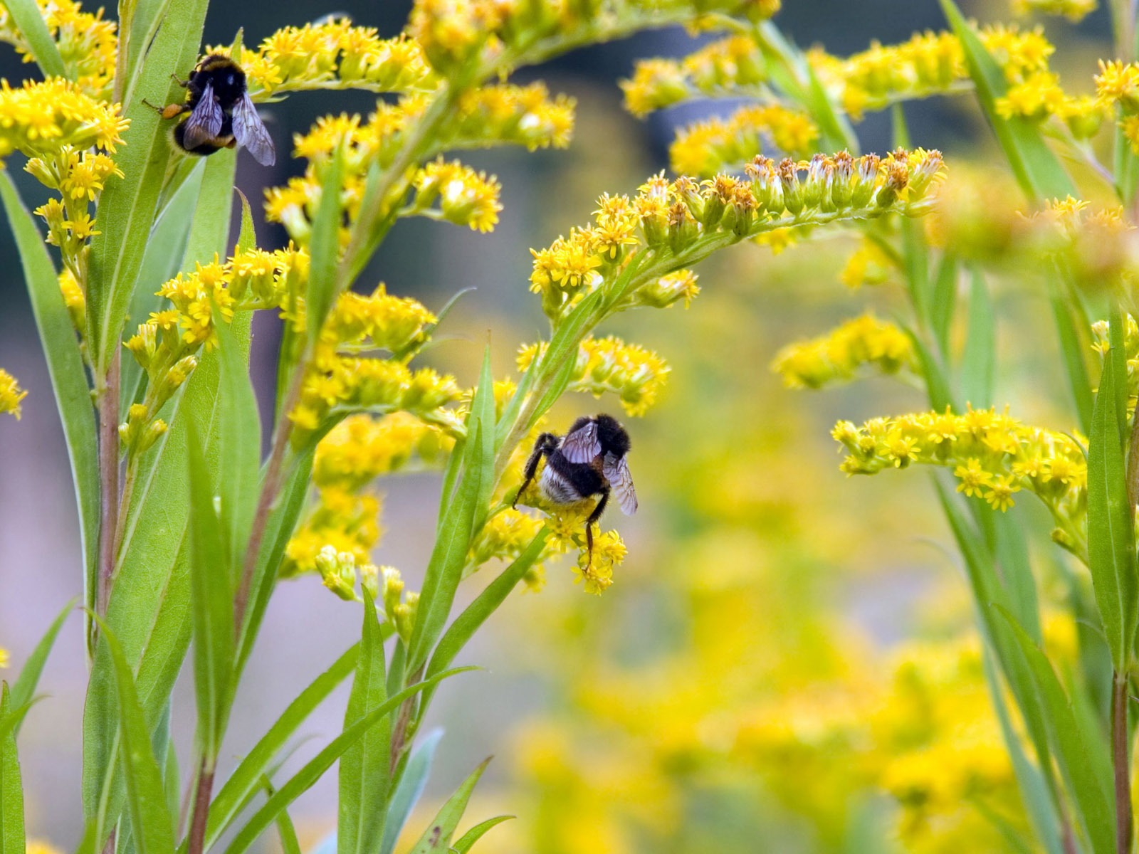 Love Bee Flower Wallpaper (4) #16 - 1600x1200