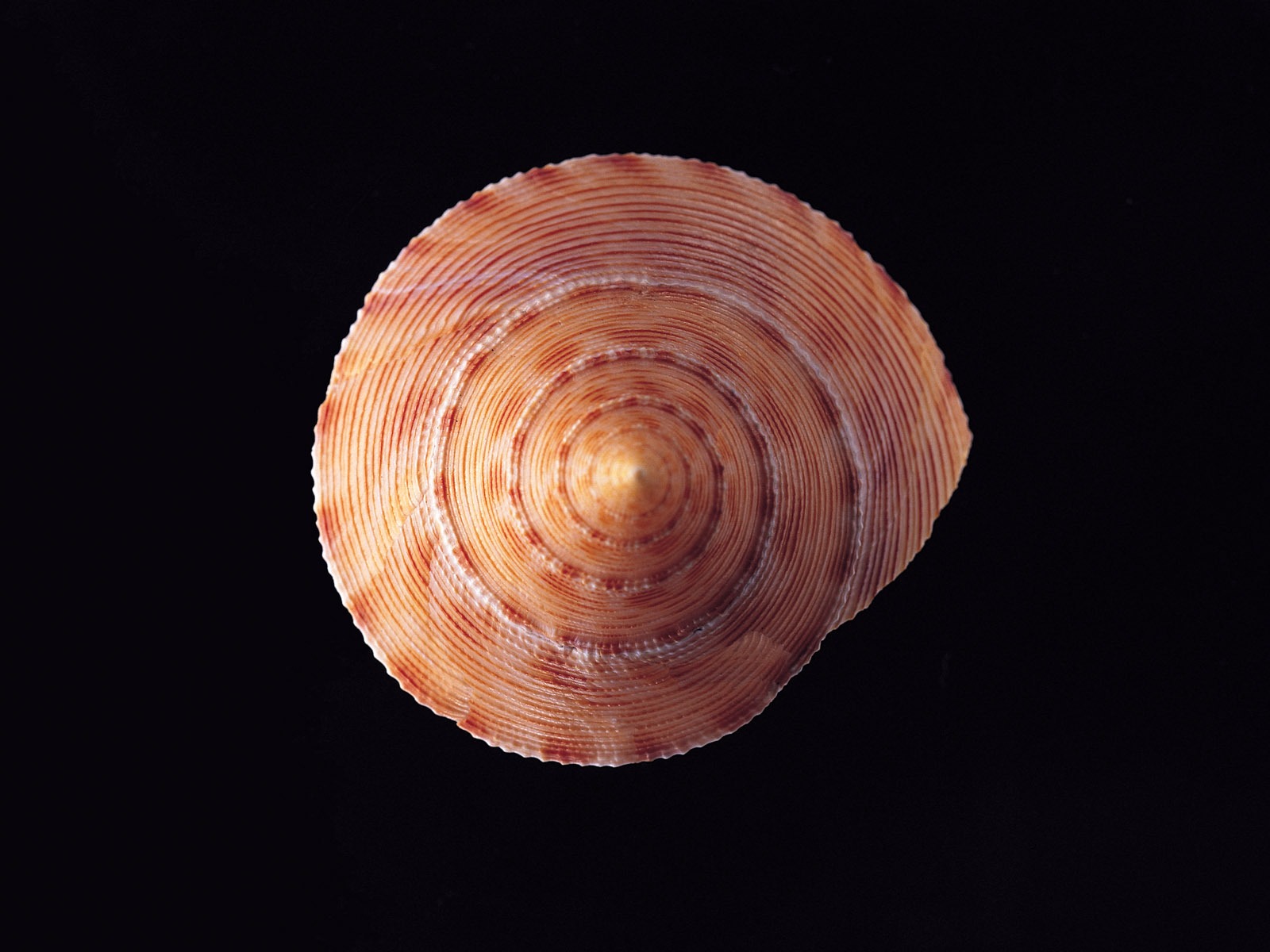 Conch Shell wallpaper album (2) #12 - 1600x1200