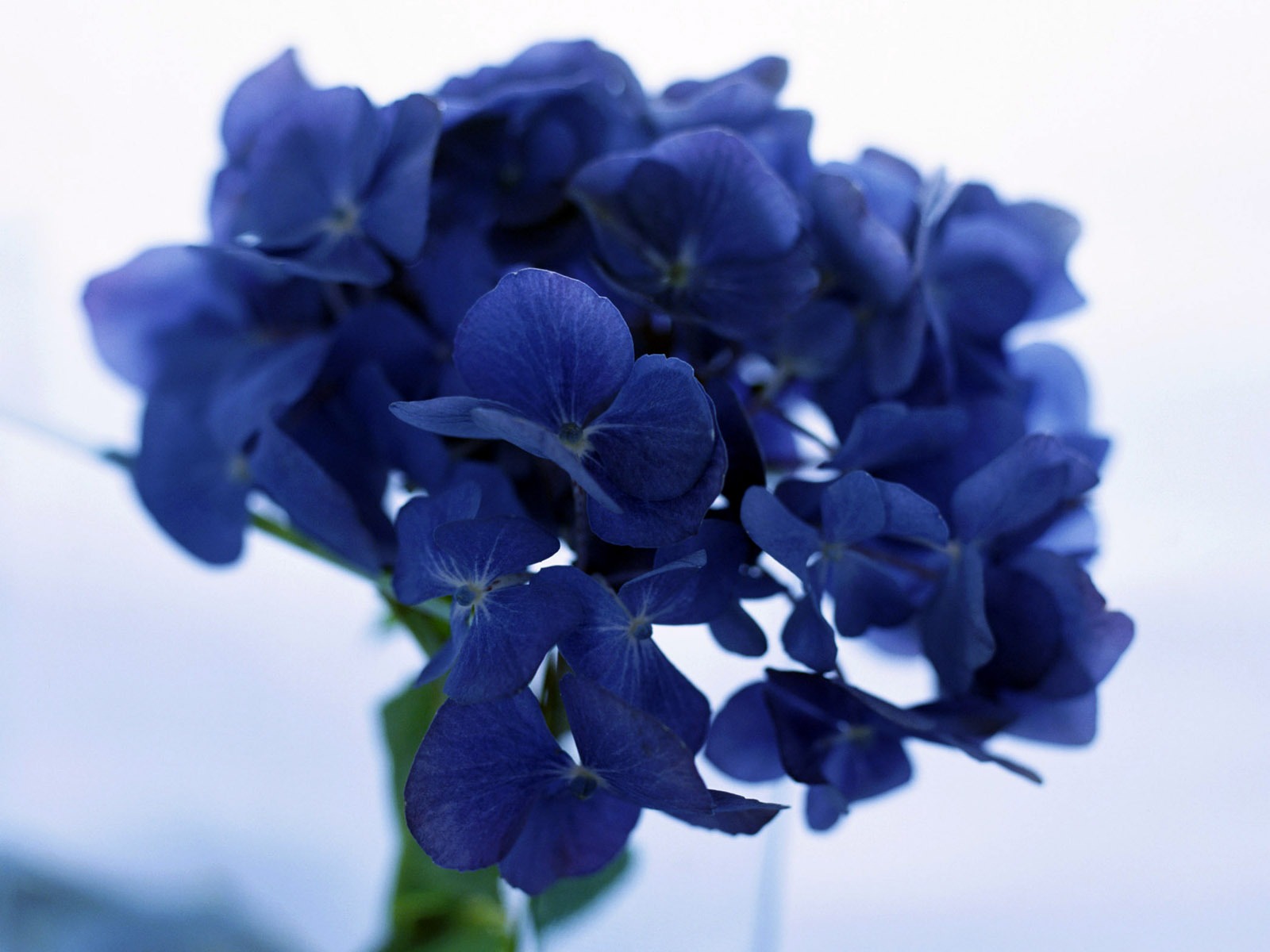 鮮花特寫(23) #7 - 1600x1200