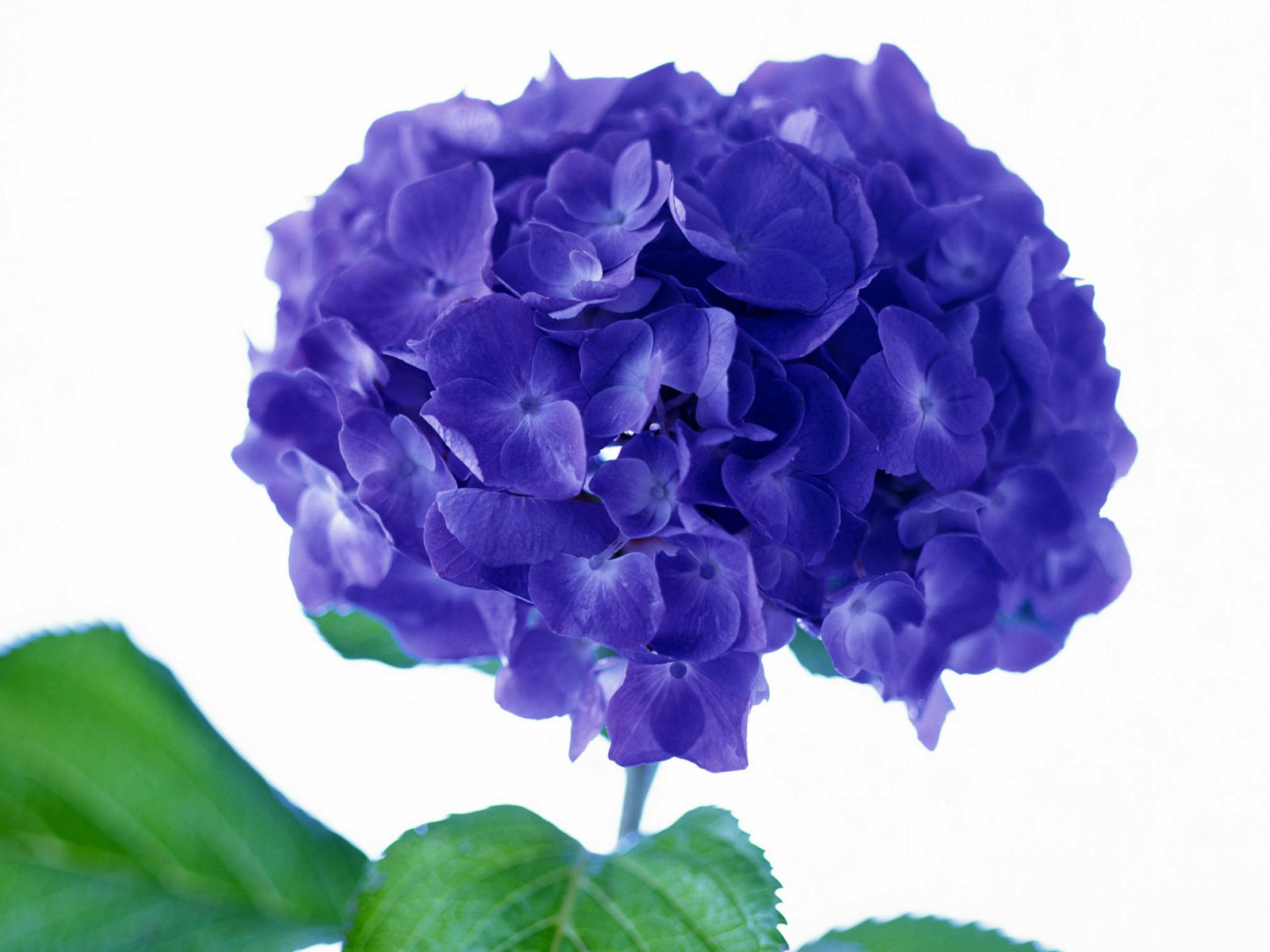 鮮花特寫(23) #18 - 1600x1200