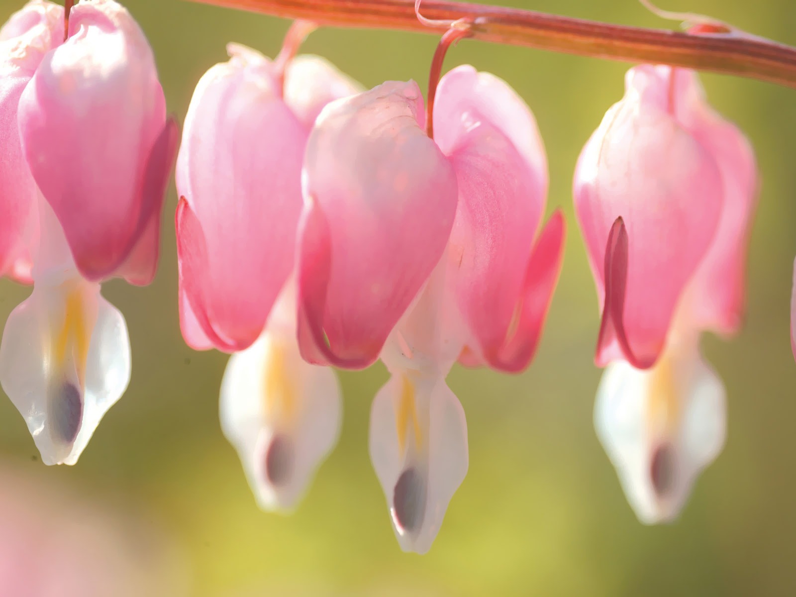 韓國花卉攝影高清紙 #4 - 1600x1200