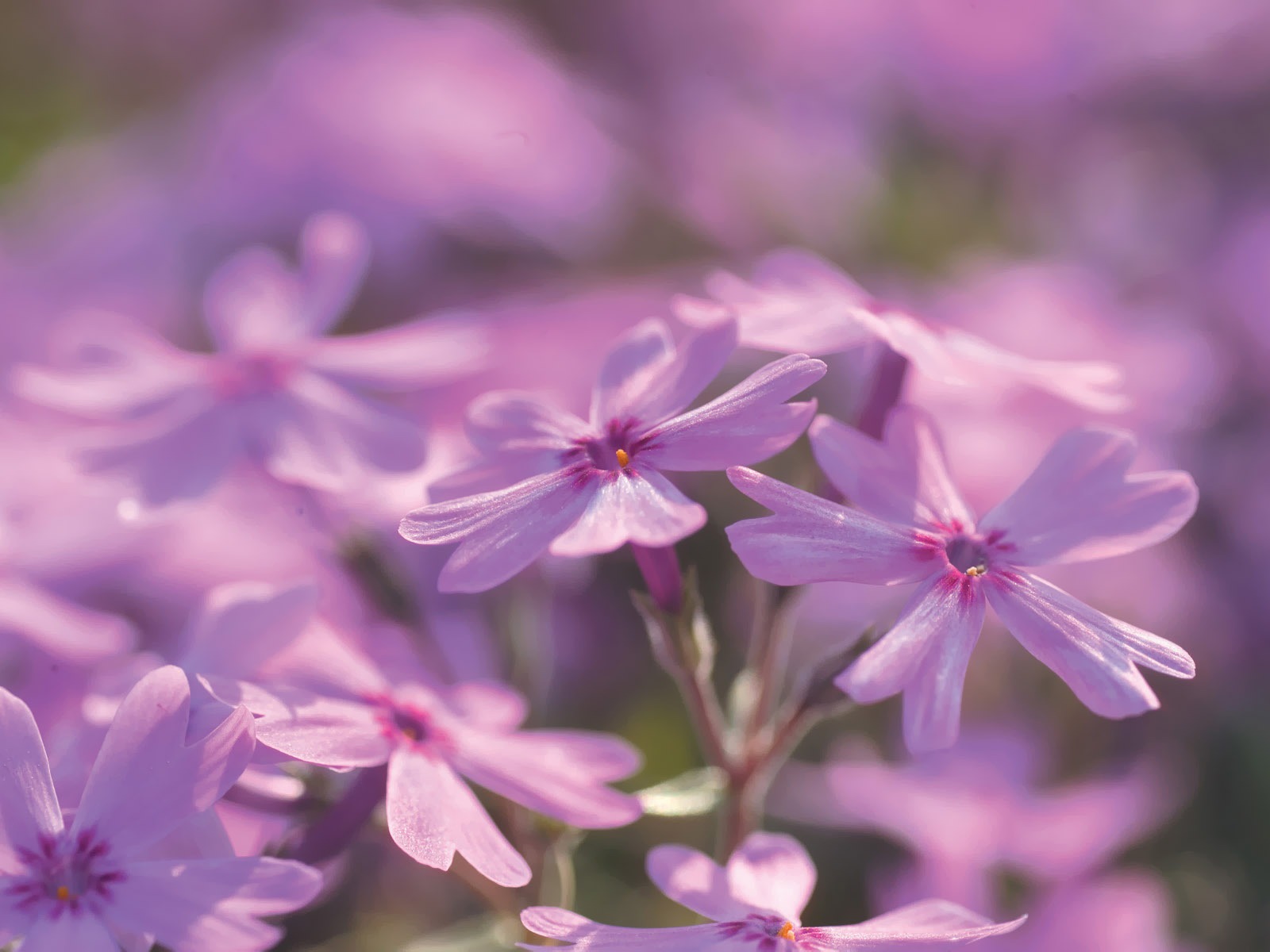 韓國花卉攝影高清紙 #5 - 1600x1200