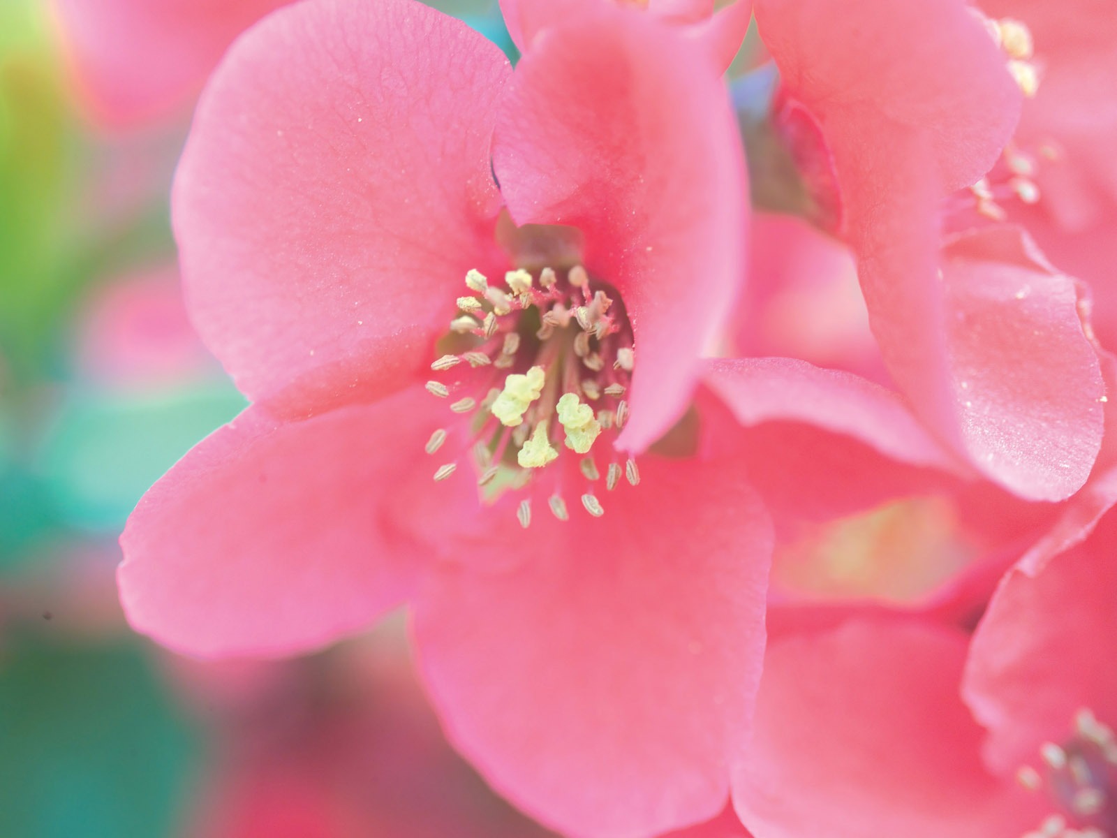 韓國花卉攝影高清紙 #20 - 1600x1200