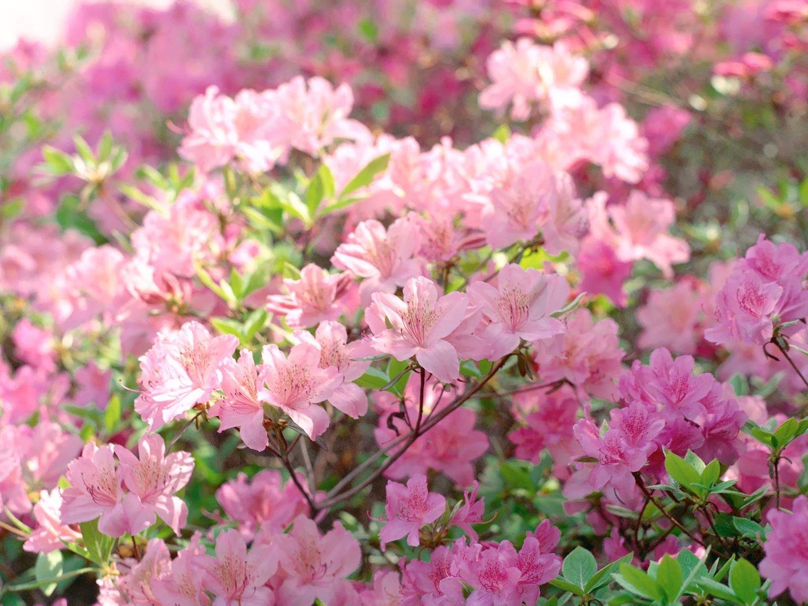South Korea Flowers HD Paper #22 - 1600x1200