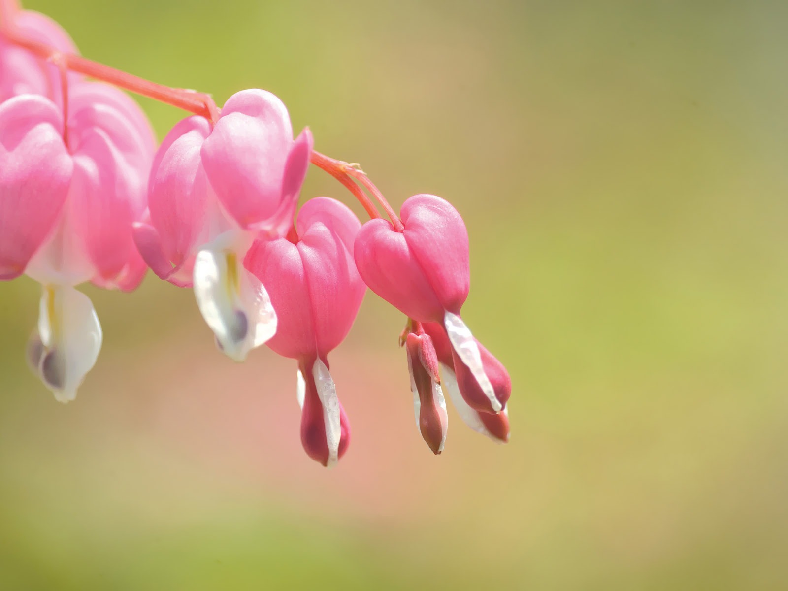 韩国花卉摄影高清纸28 - 1600x1200