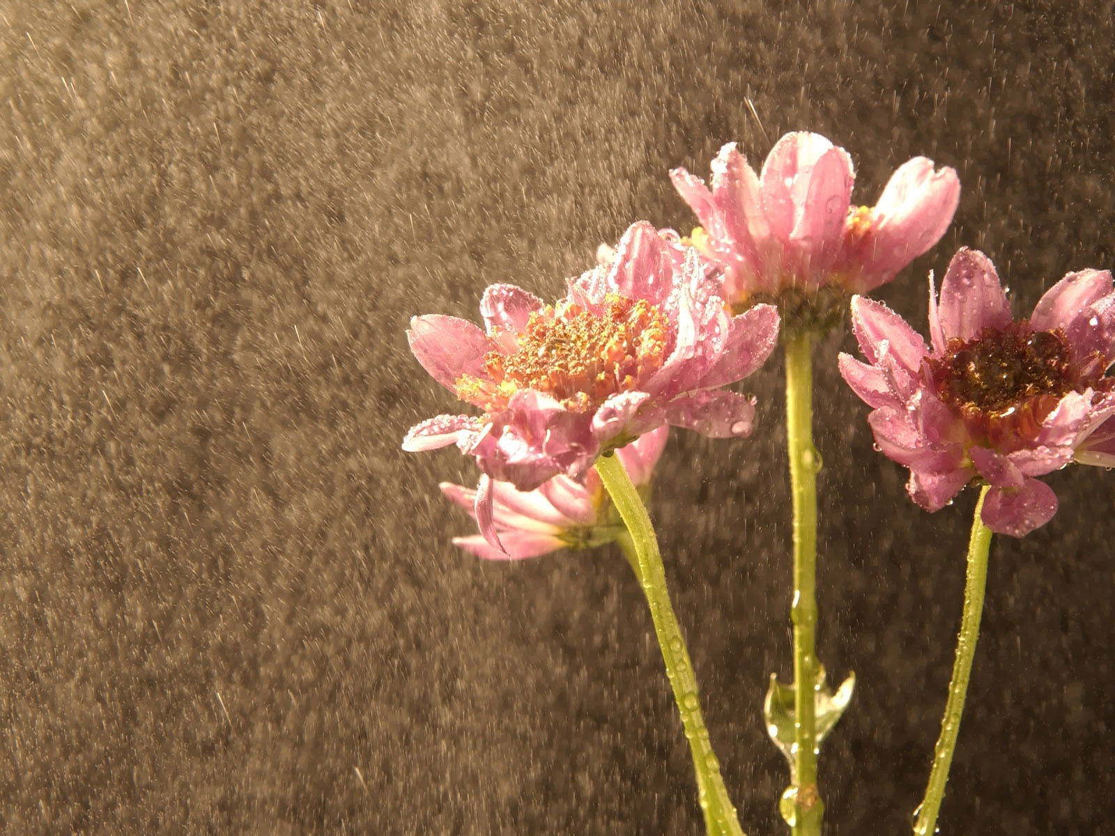 韓國花卉攝影高清紙 #31 - 1600x1200