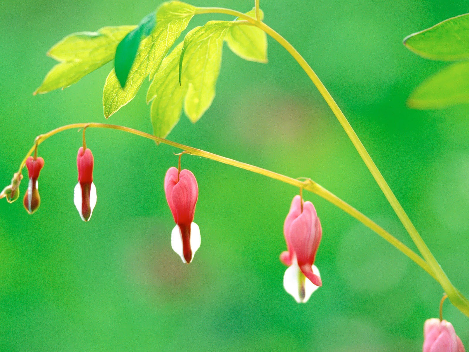 韓國花卉攝影高清紙 #32 - 1600x1200