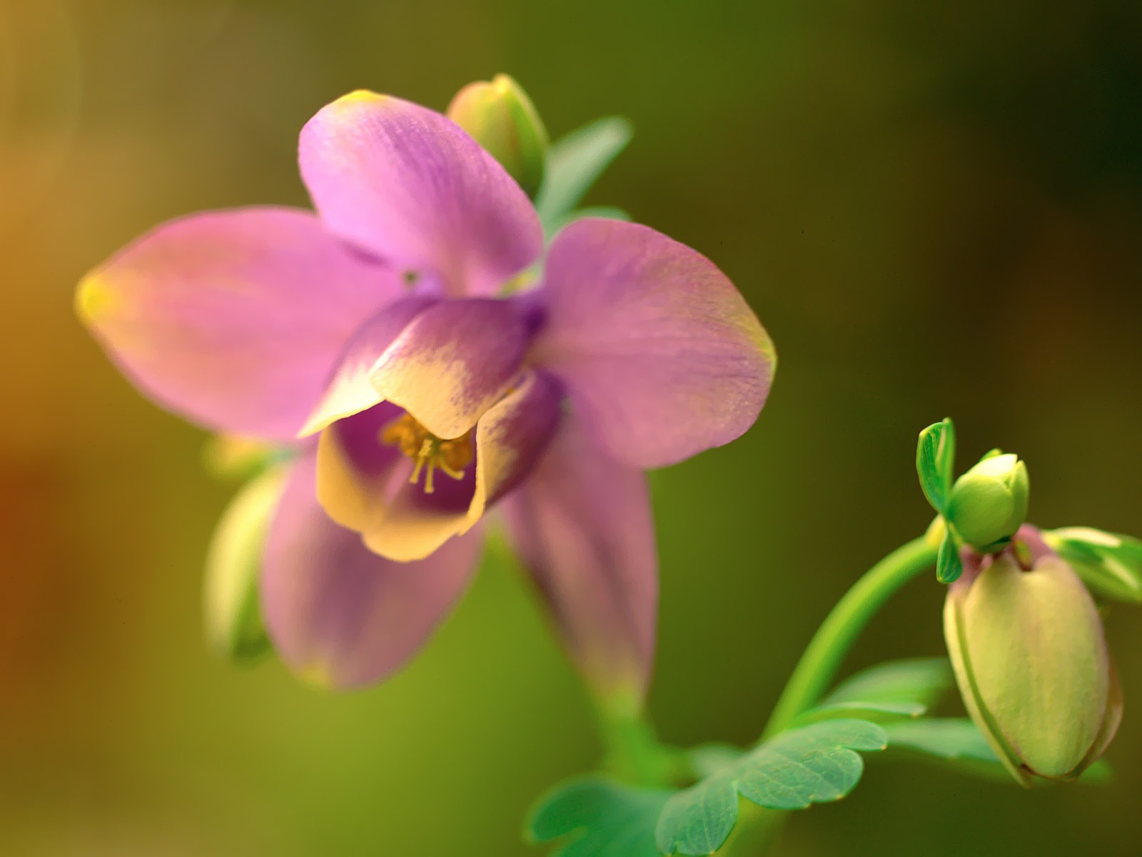 韓國花卉攝影高清紙 #35 - 1600x1200