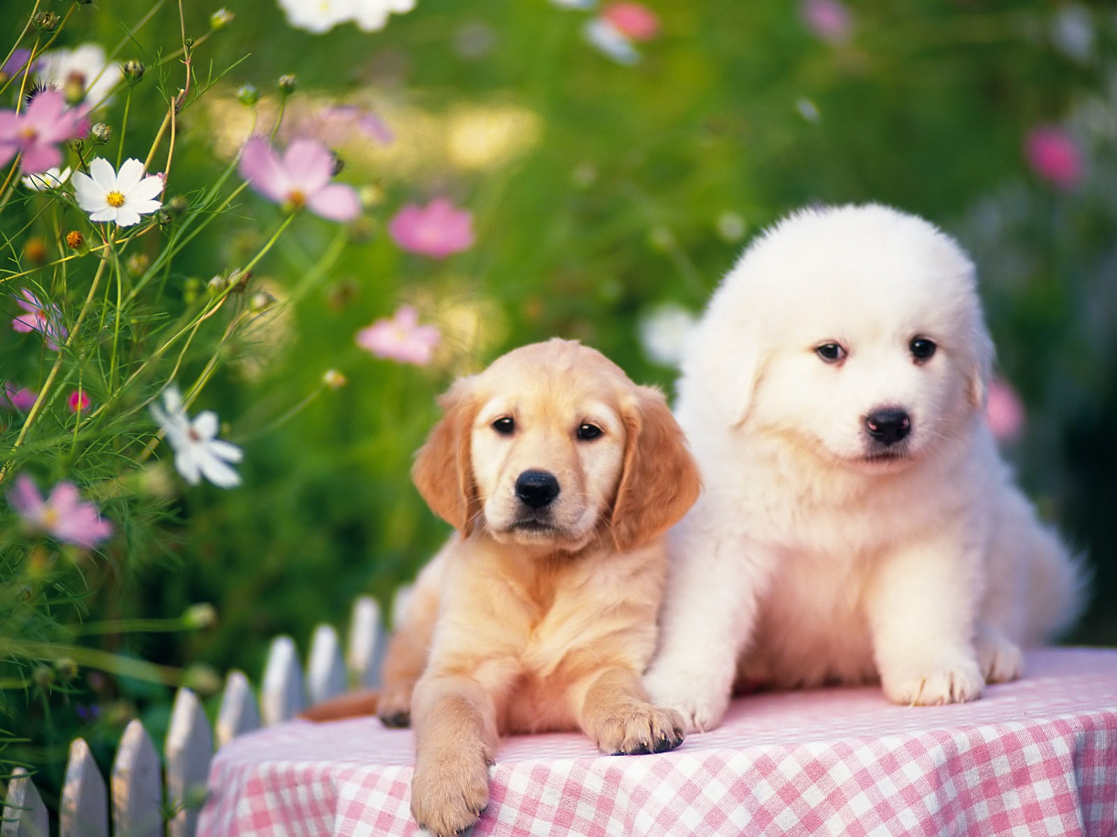 1600 dog photo wallpaper (8) #1 - 1600x1200