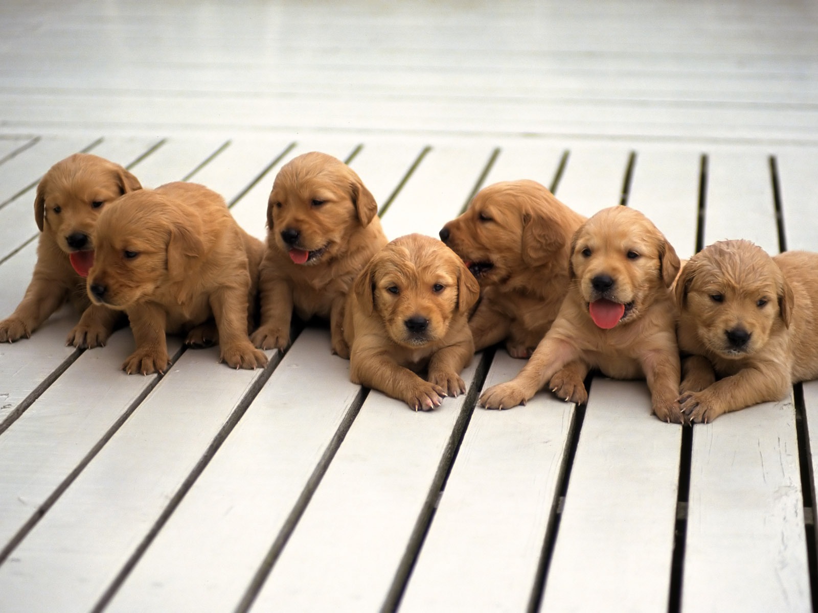 1600 dog photo wallpaper (8) #2 - 1600x1200