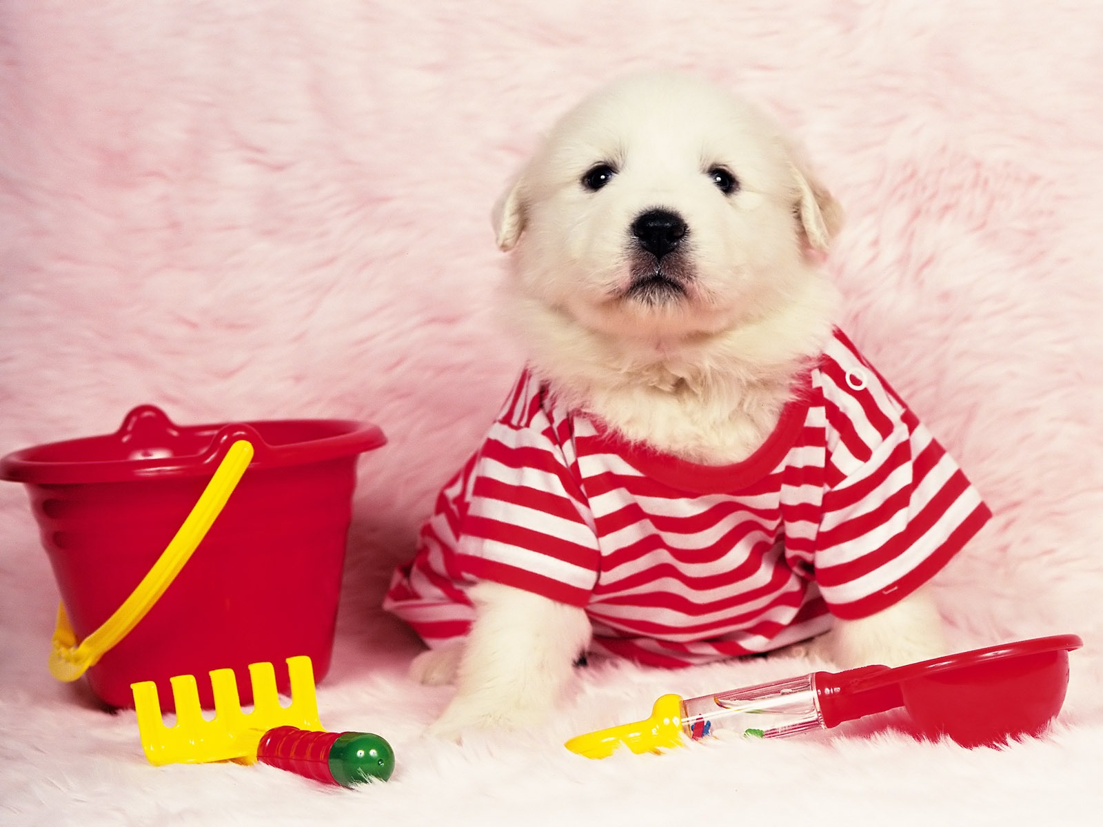 1600 dog photo wallpaper (8) #8 - 1600x1200