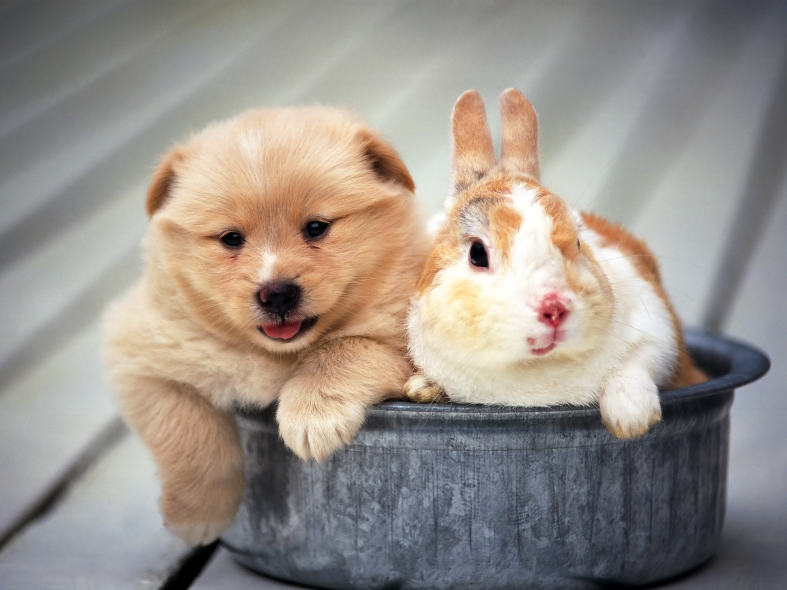 1600 dog photo wallpaper (8) #20 - 1600x1200
