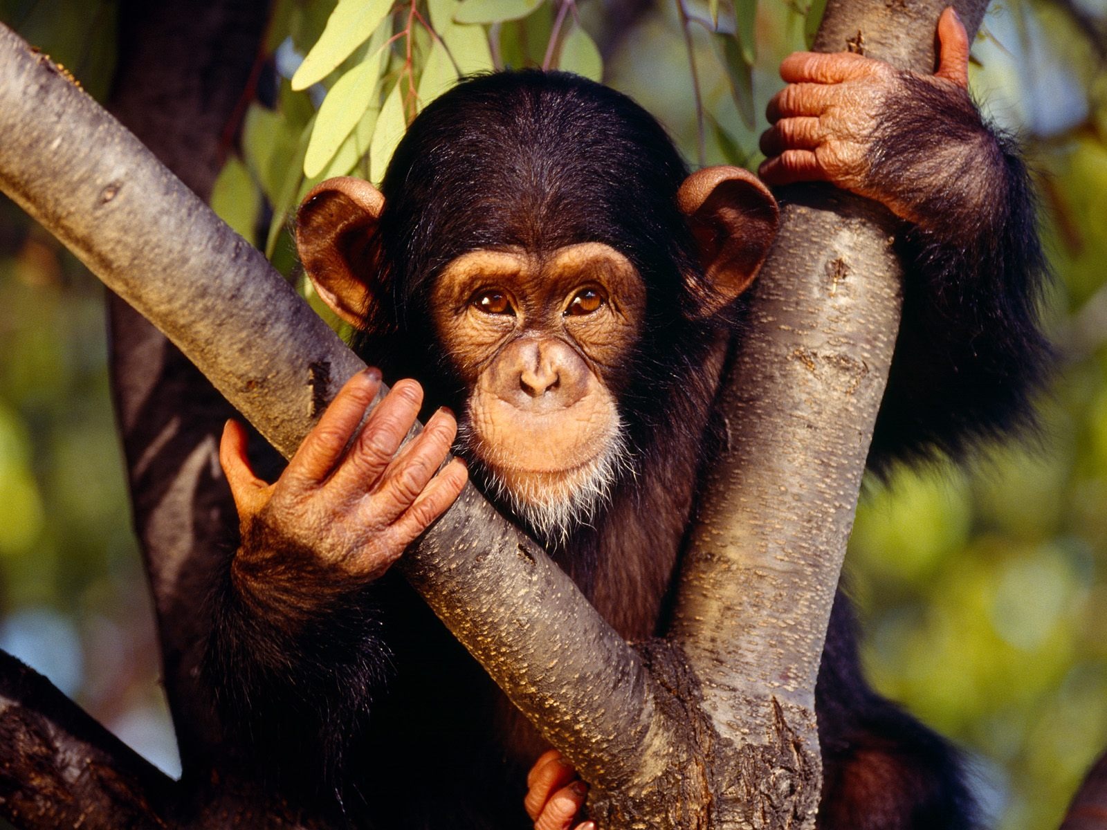 Monkey orangutan tapety (1) #10 - 1600x1200