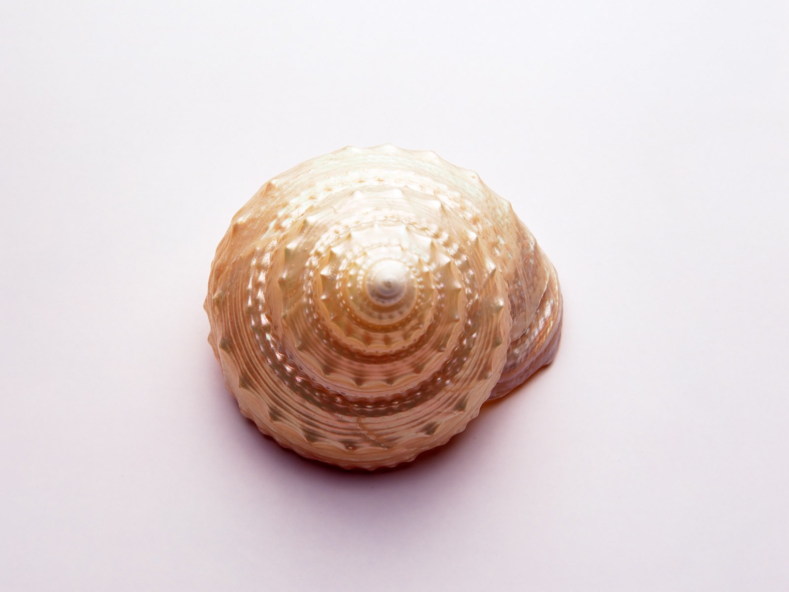 貝殼海螺壁紙專輯(三) #9 - 1600x1200