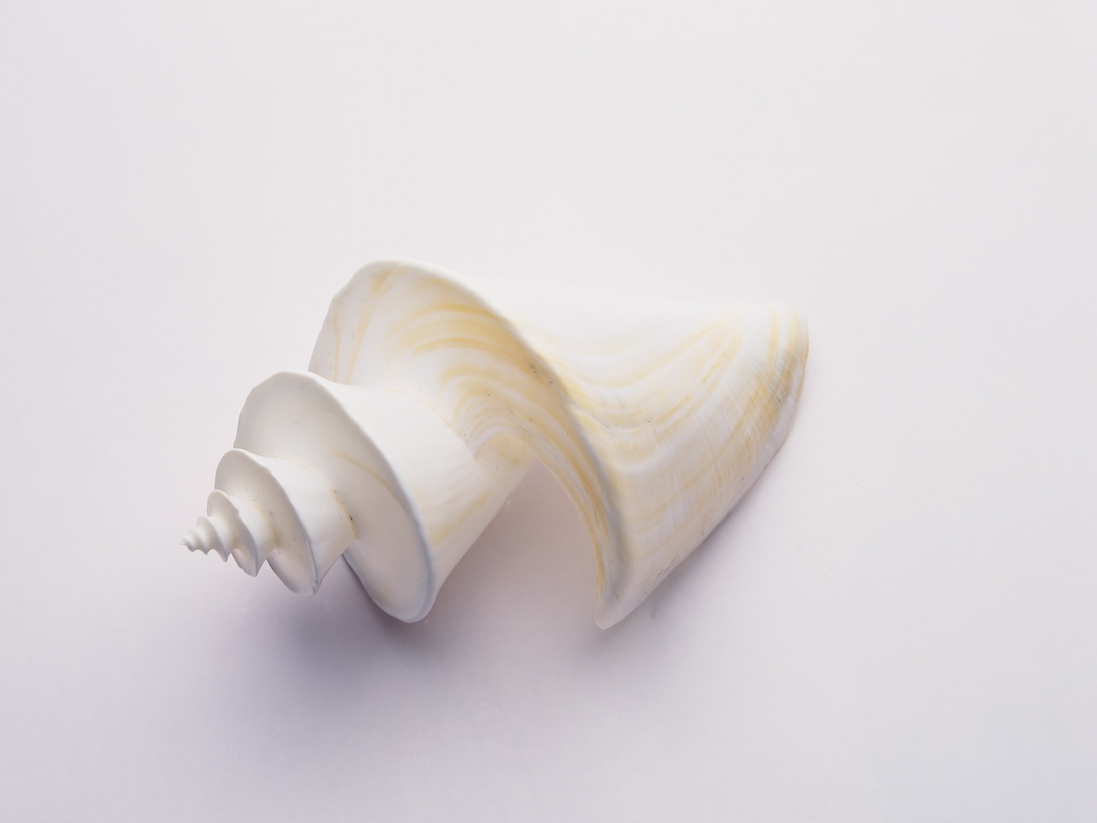 Conch Shell wallpaper album (3) #10 - 1600x1200