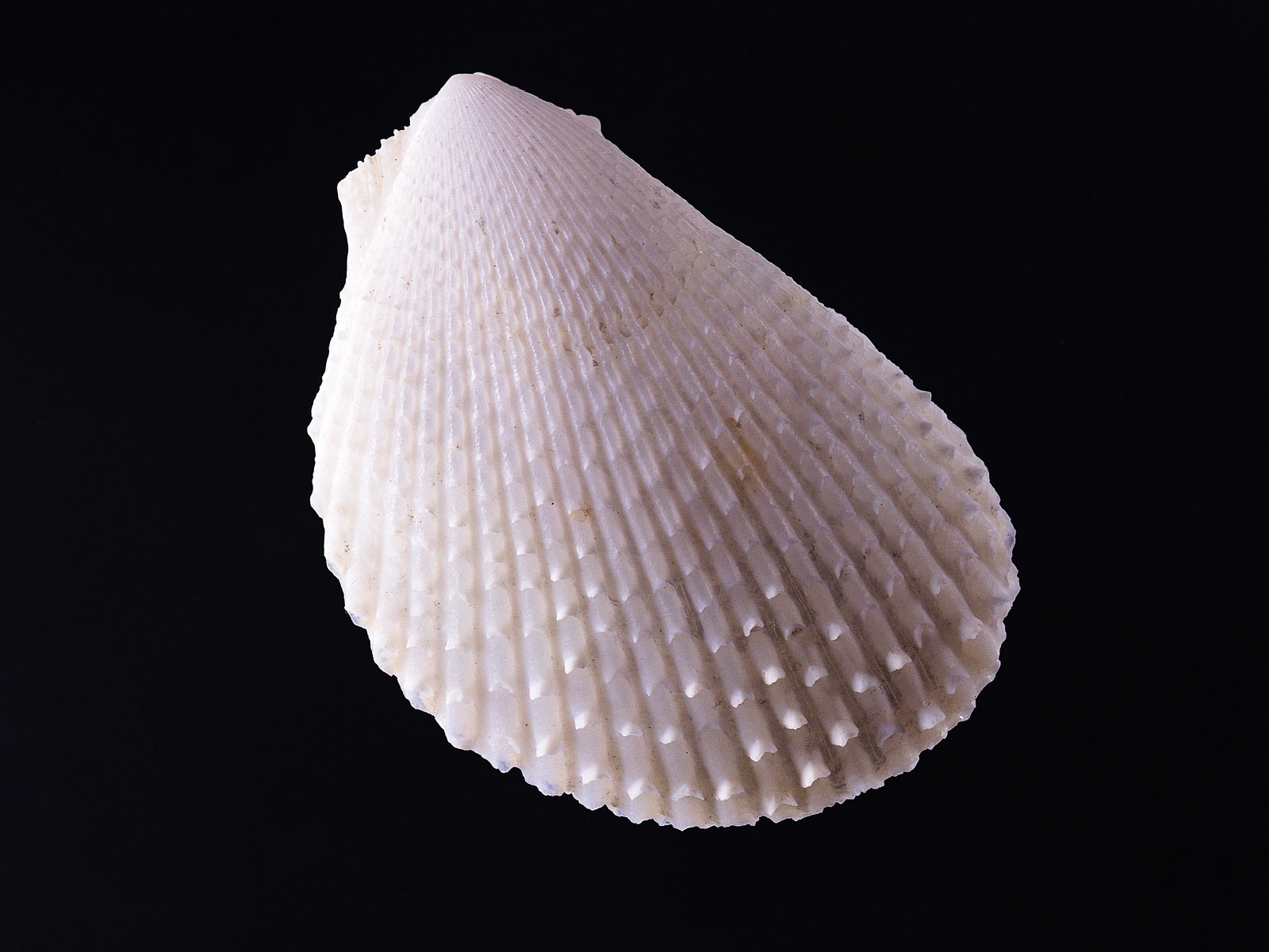 Conch Shell wallpaper album (3) #11 - 1600x1200