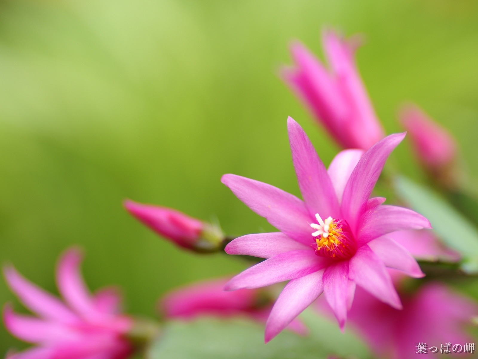 個人花卉攝影壁紙(二) #4 - 1600x1200