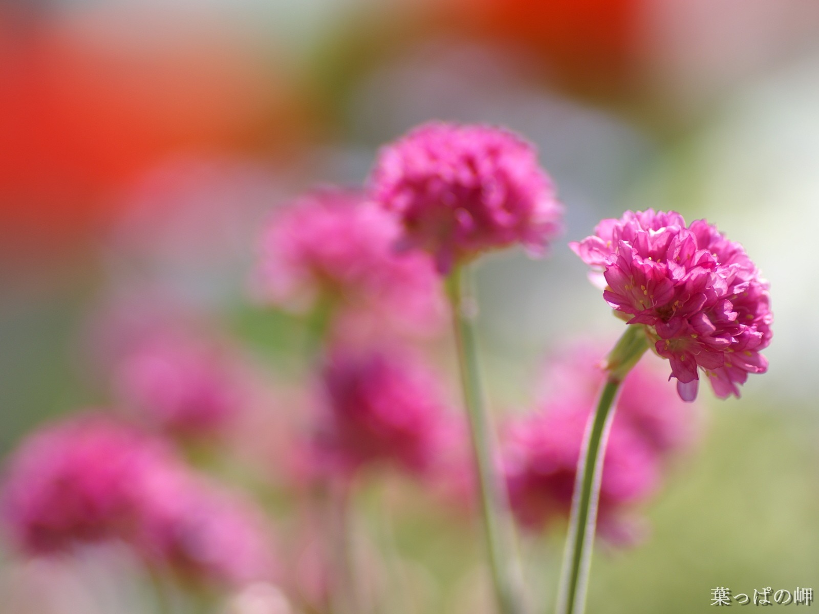個人花卉攝影壁紙(二) #5 - 1600x1200