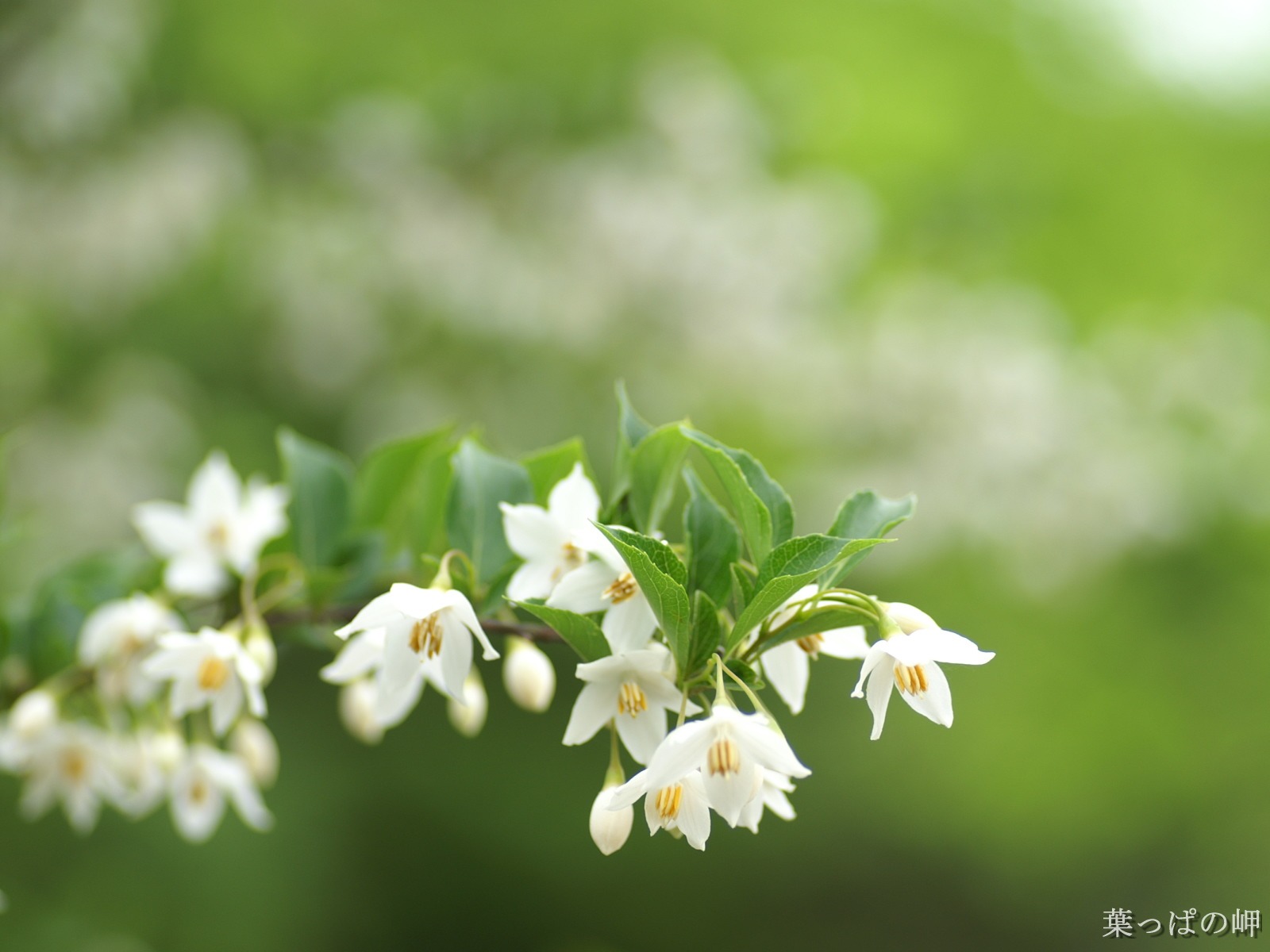 個人花卉攝影壁紙(二) #6 - 1600x1200