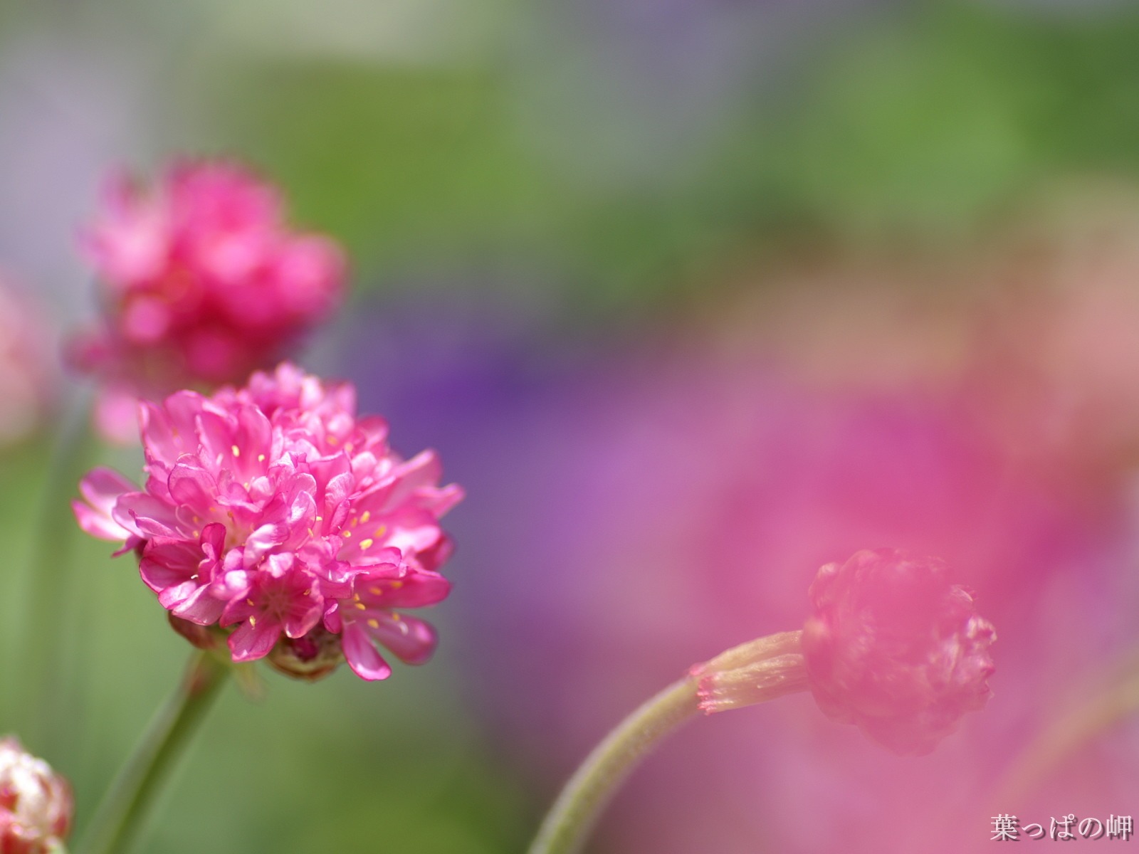 個人花卉攝影壁紙(二) #7 - 1600x1200