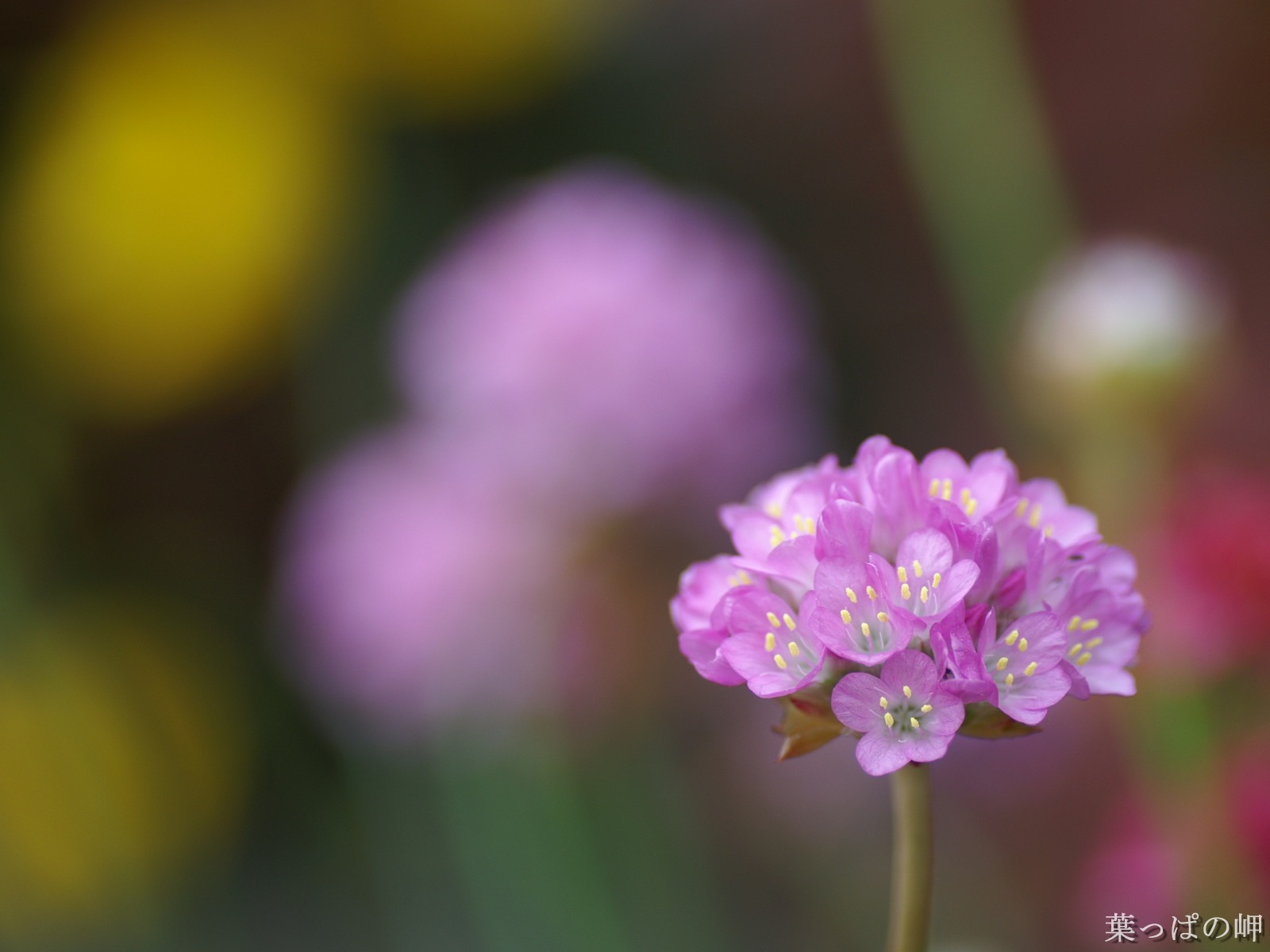個人花卉攝影壁紙(二) #8 - 1600x1200