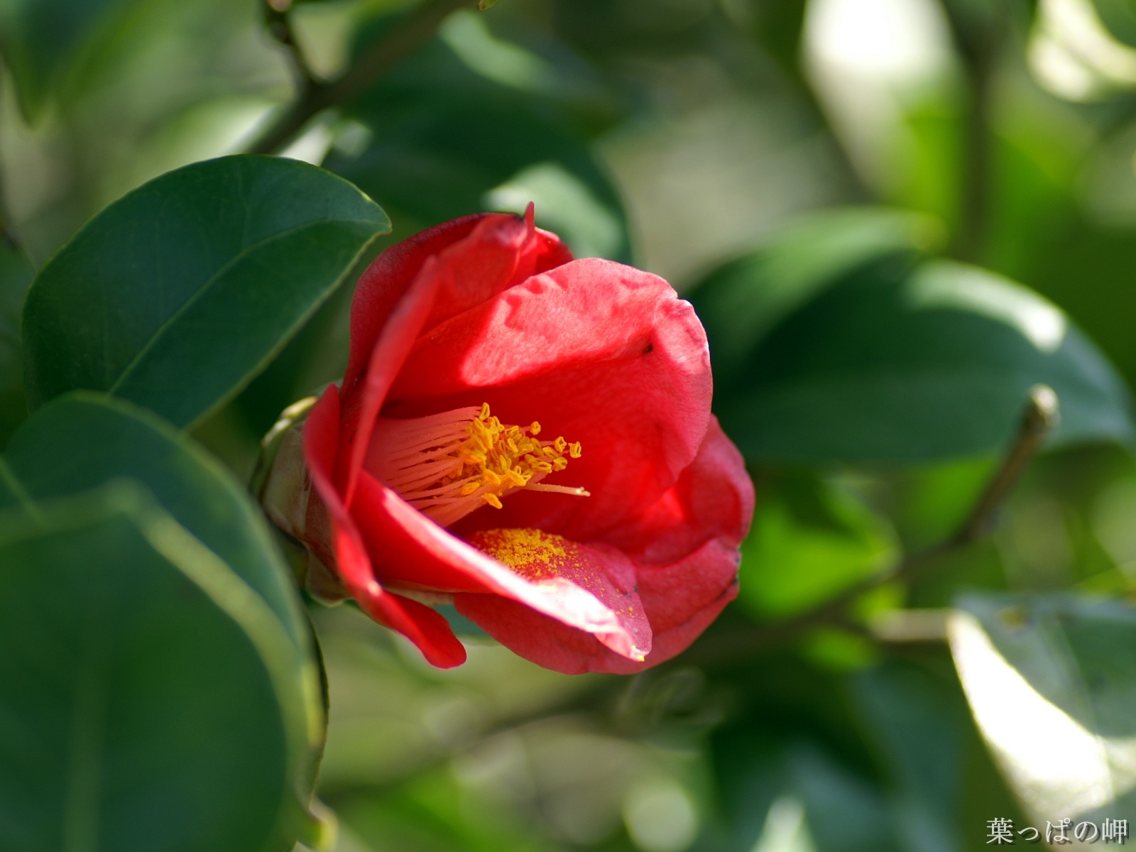 個人花卉攝影壁紙(二) #28 - 1600x1200