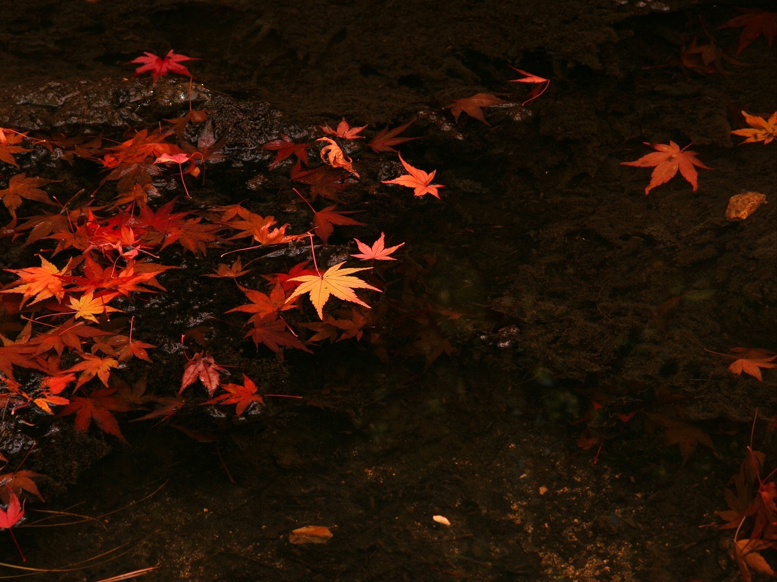楓葉鋪滿地 壁紙 #5 - 1600x1200