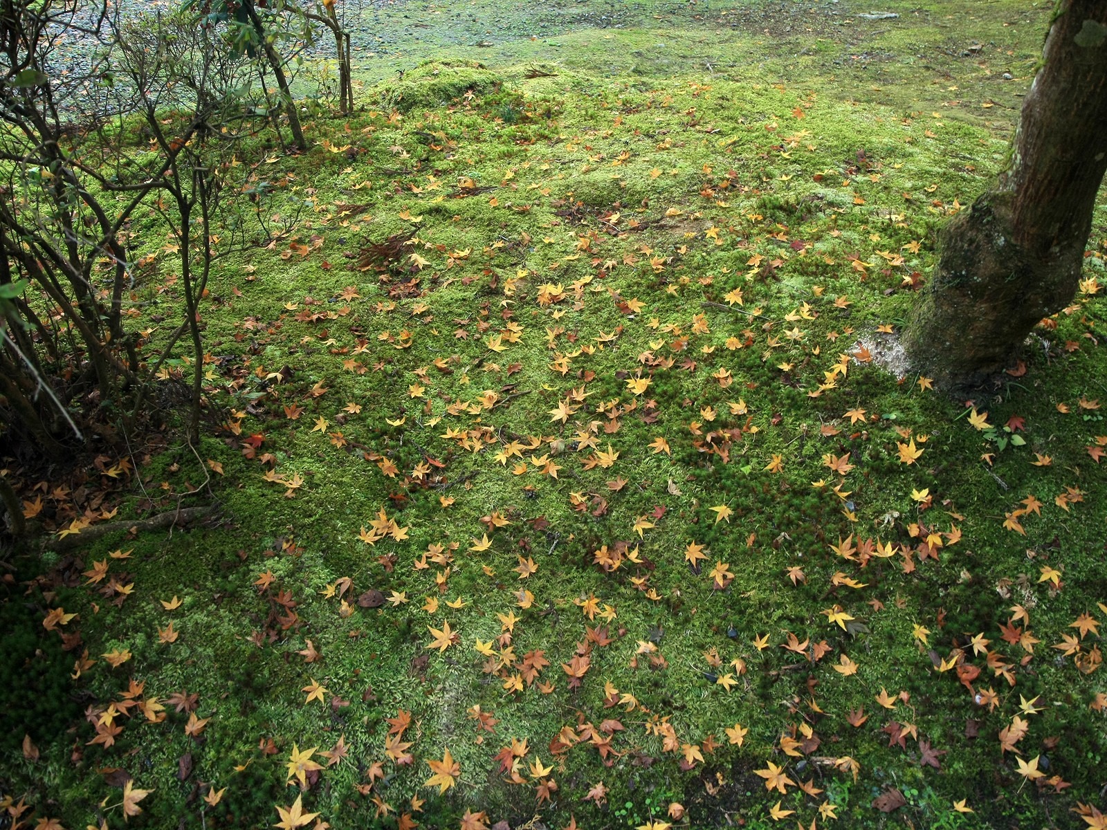 Maple Leaf Tapete gepflasterten Weg #8 - 1600x1200