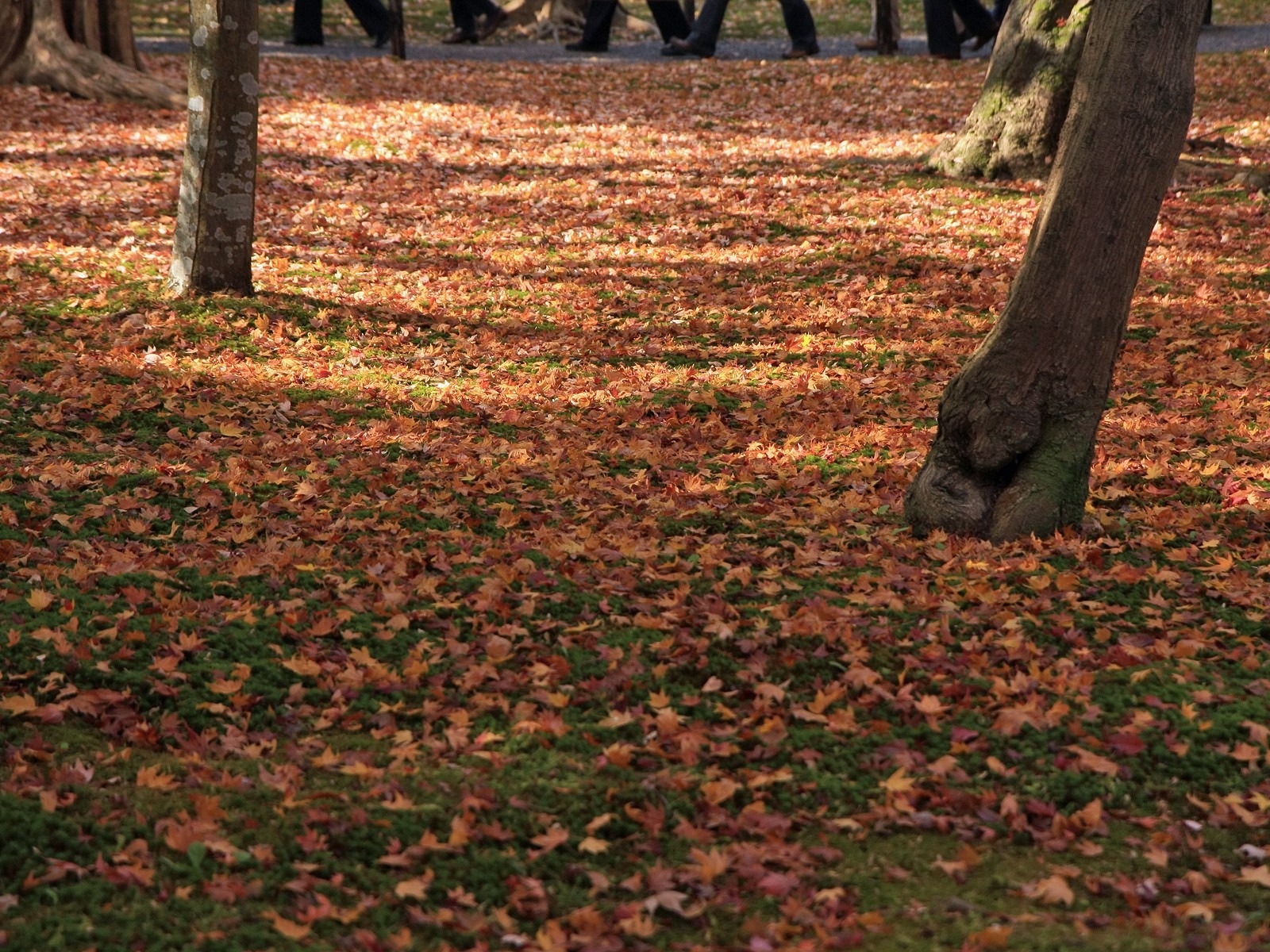 Maple Leaf Tapete gepflasterten Weg #9 - 1600x1200