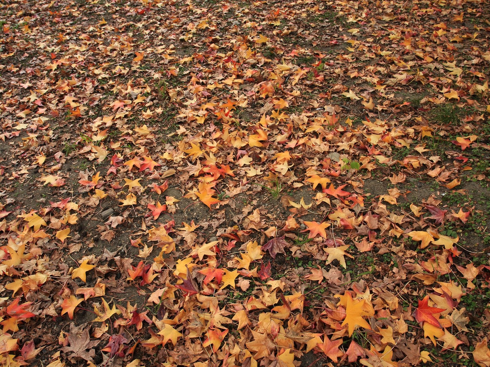 Maple Leaf Tapete gepflasterten Weg #10 - 1600x1200