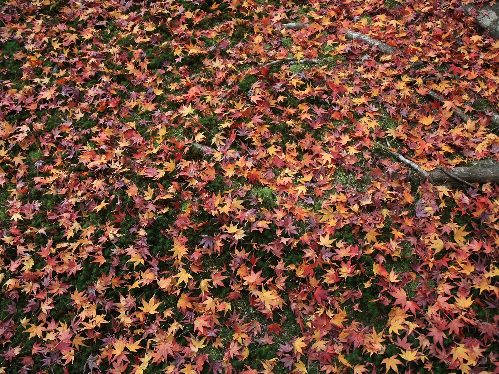 Maple Leaf Tapete gepflasterten Weg #11 - 1600x1200