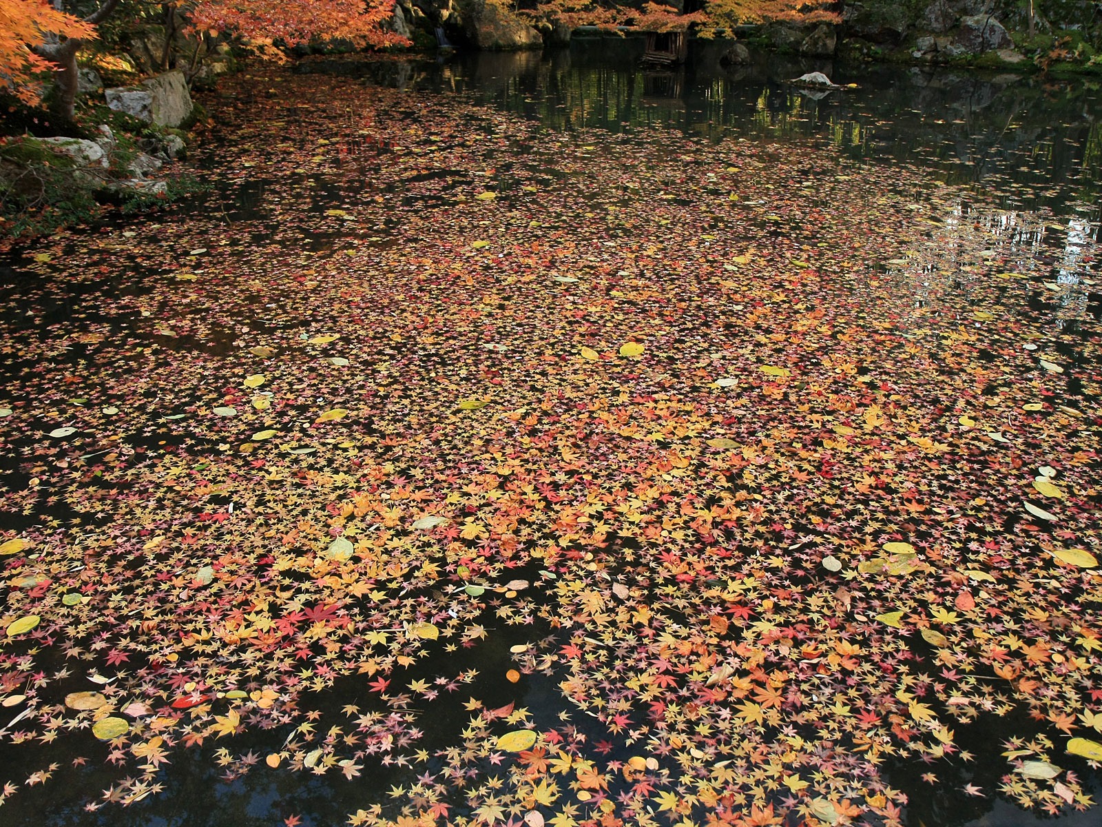Maple Leaf Tapete gepflasterten Weg #13 - 1600x1200