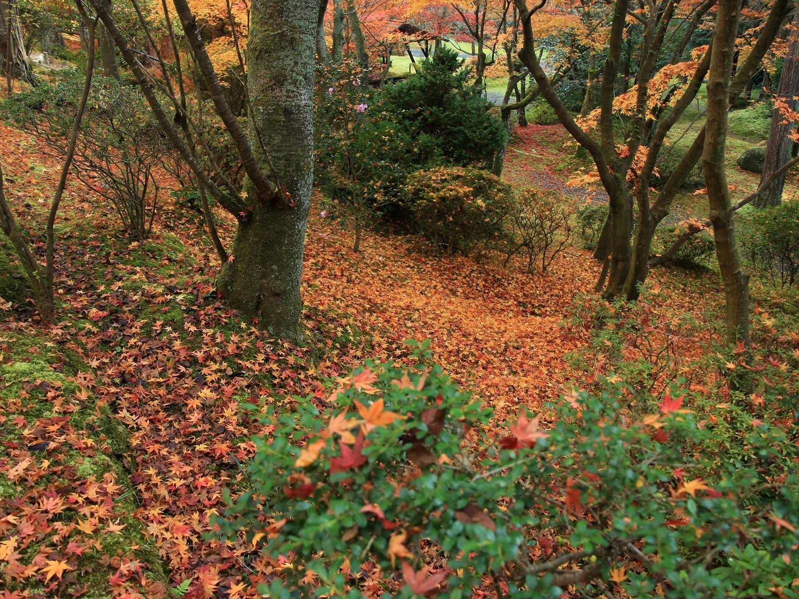 Maple Leaf Tapete gepflasterten Weg #16 - 1600x1200
