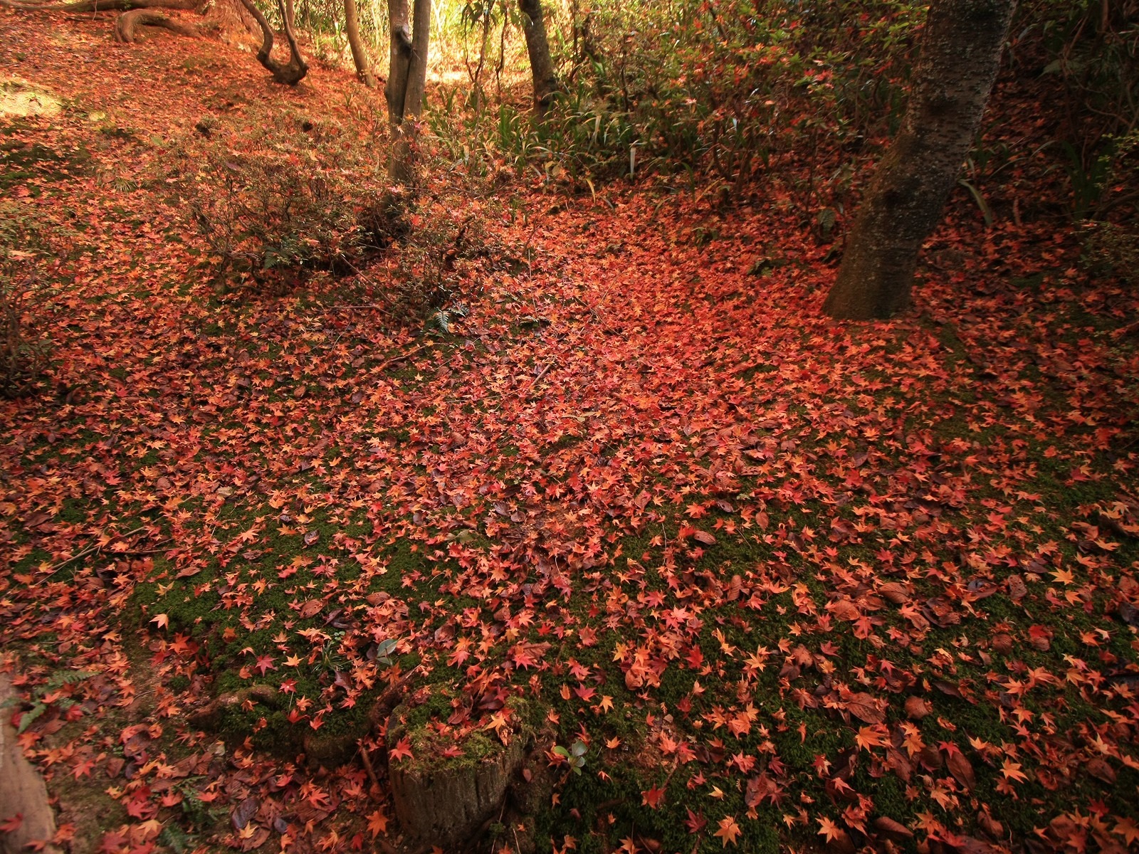 Maple Leaf Tapete gepflasterten Weg #19 - 1600x1200