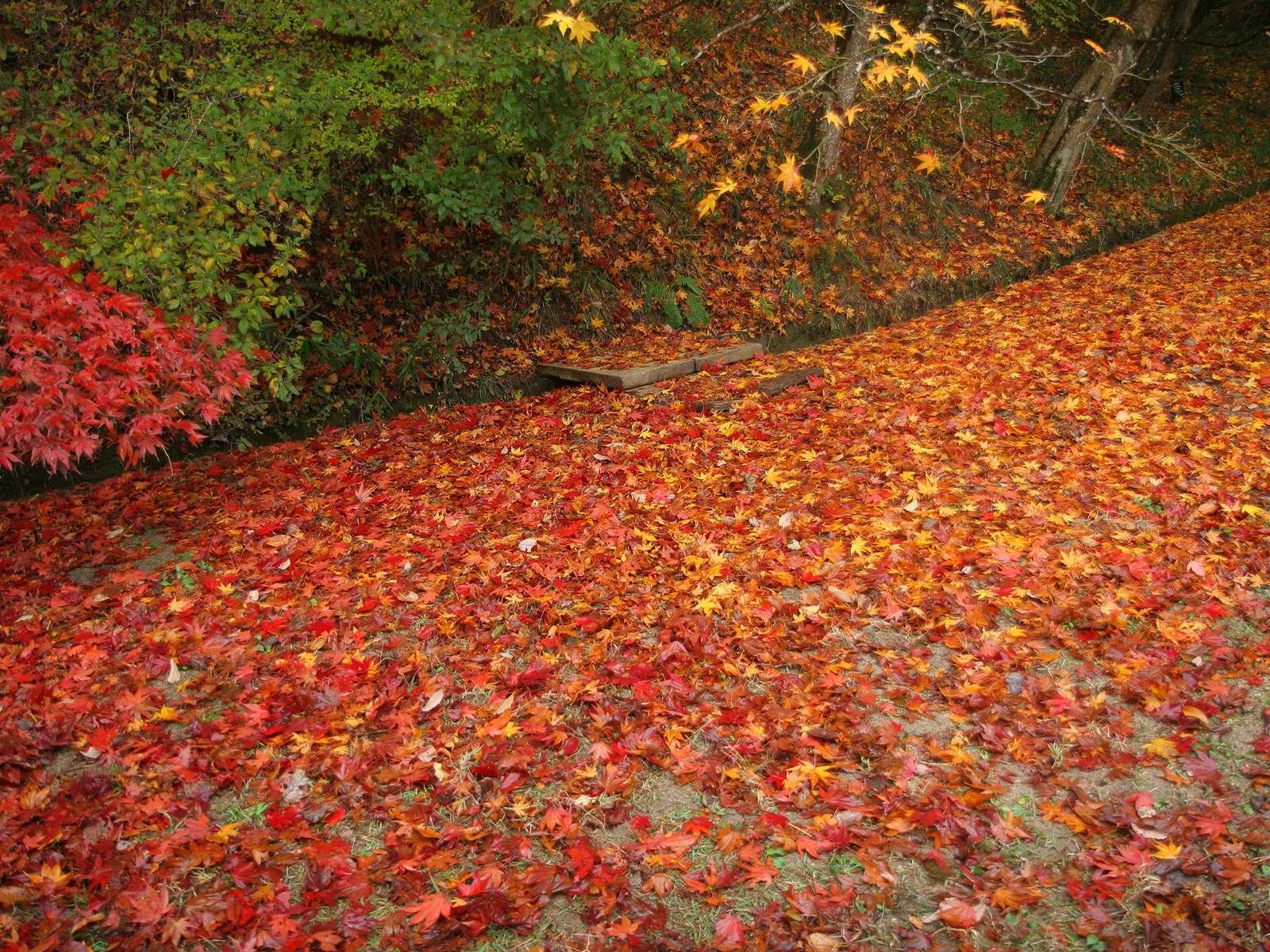 Maple Leaf Tapete gepflasterten Weg #20 - 1600x1200
