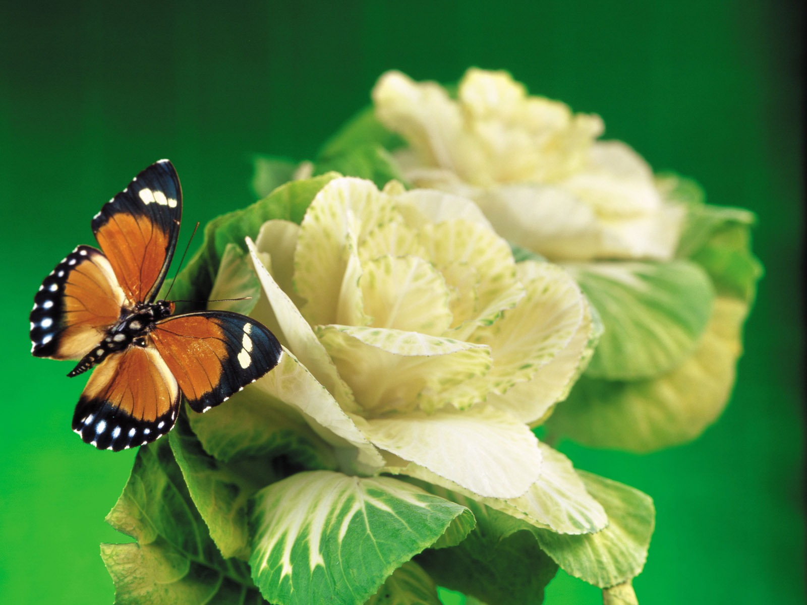 Papillons et fleurs album papier peint (1) #13 - 1600x1200