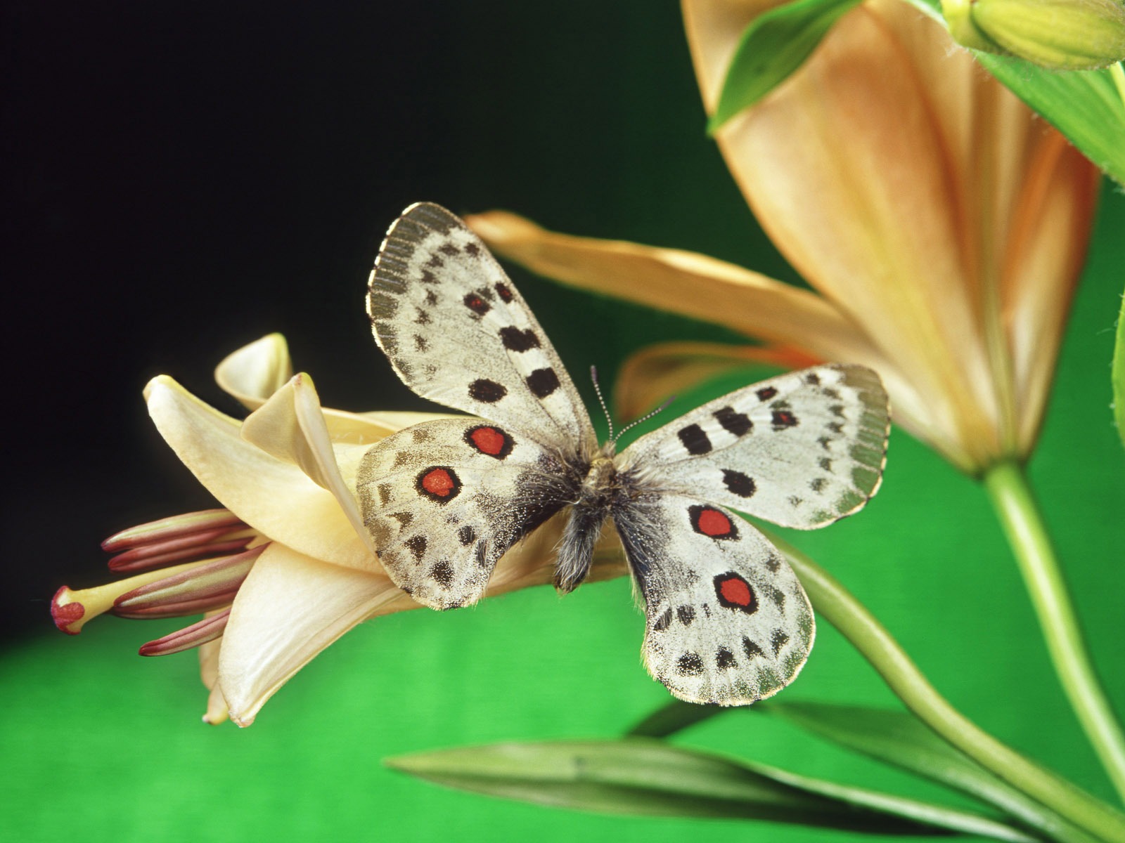 Papillons et fleurs album papier peint (1) #17 - 1600x1200
