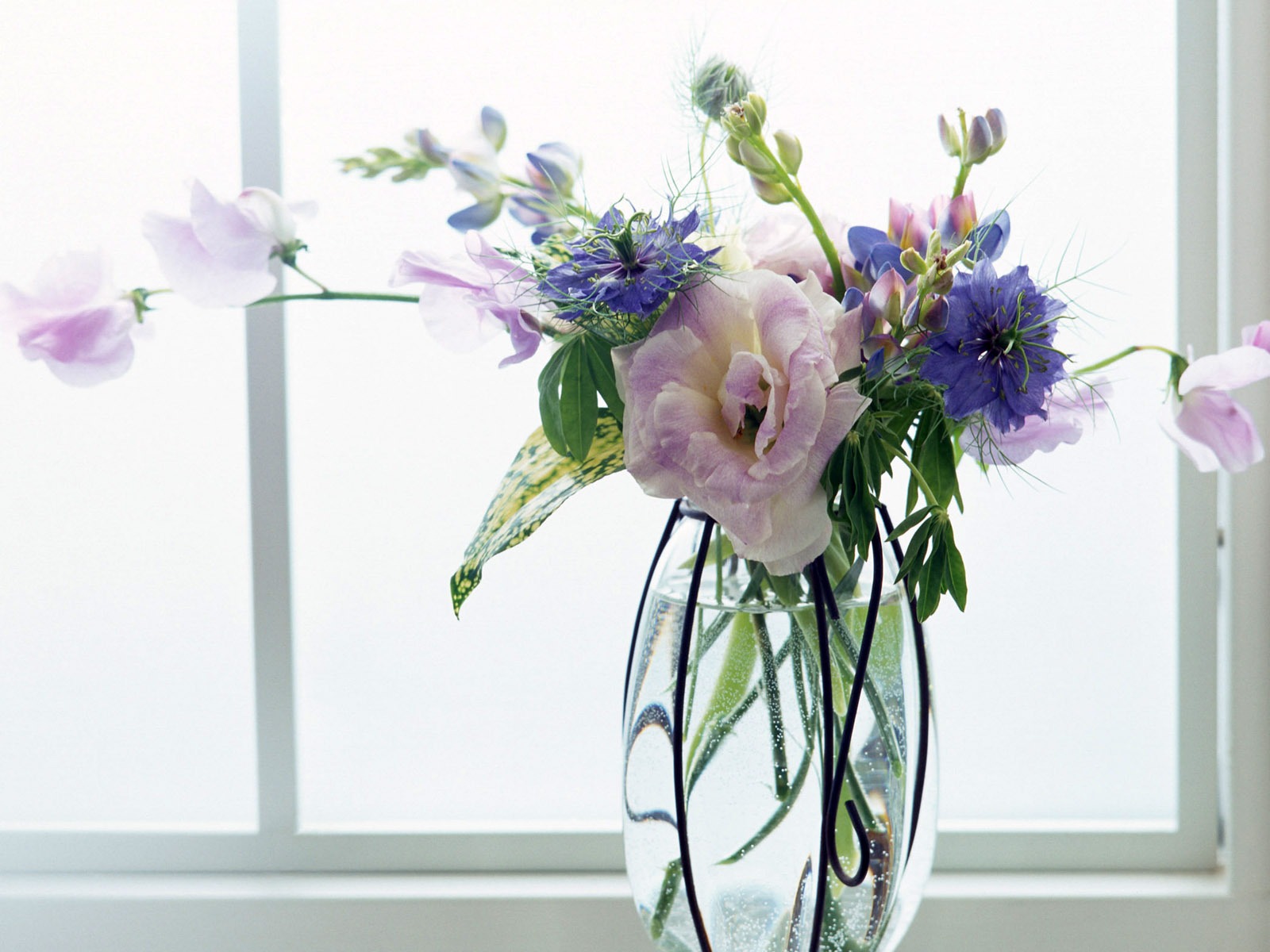 室中花寫真壁紙 #5 - 1600x1200