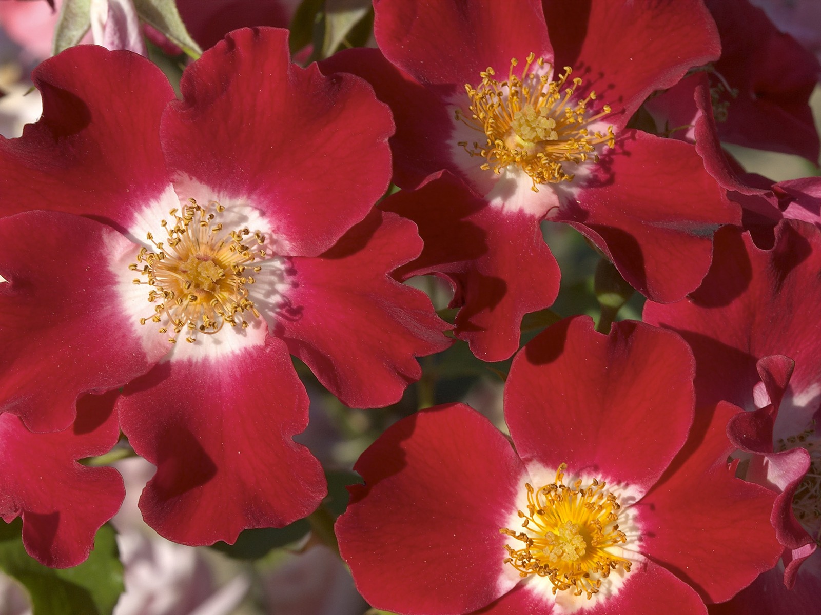 超大鮮花特寫 壁紙(一) #5 - 1600x1200